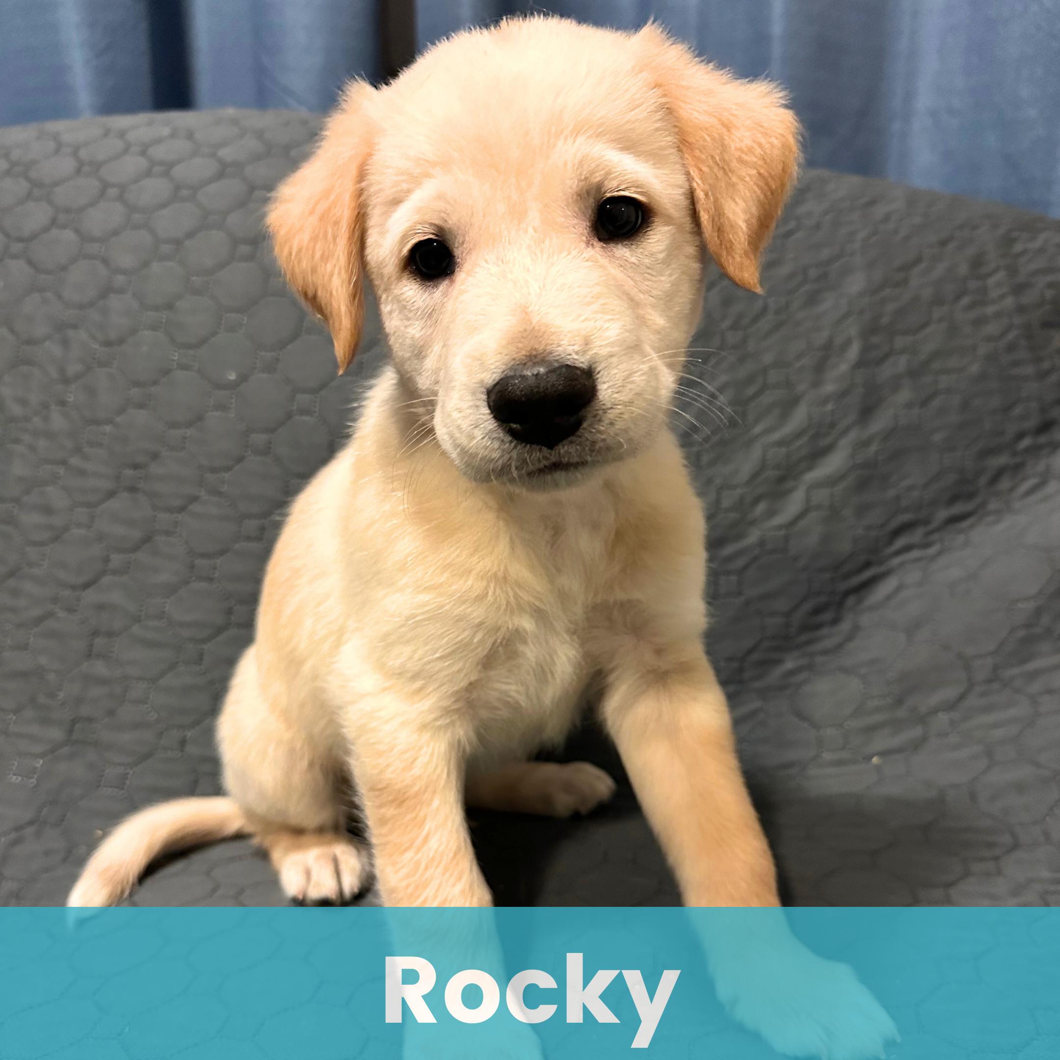 Rocky, ADOPTABLE, Puppy Male Mixed Breed.