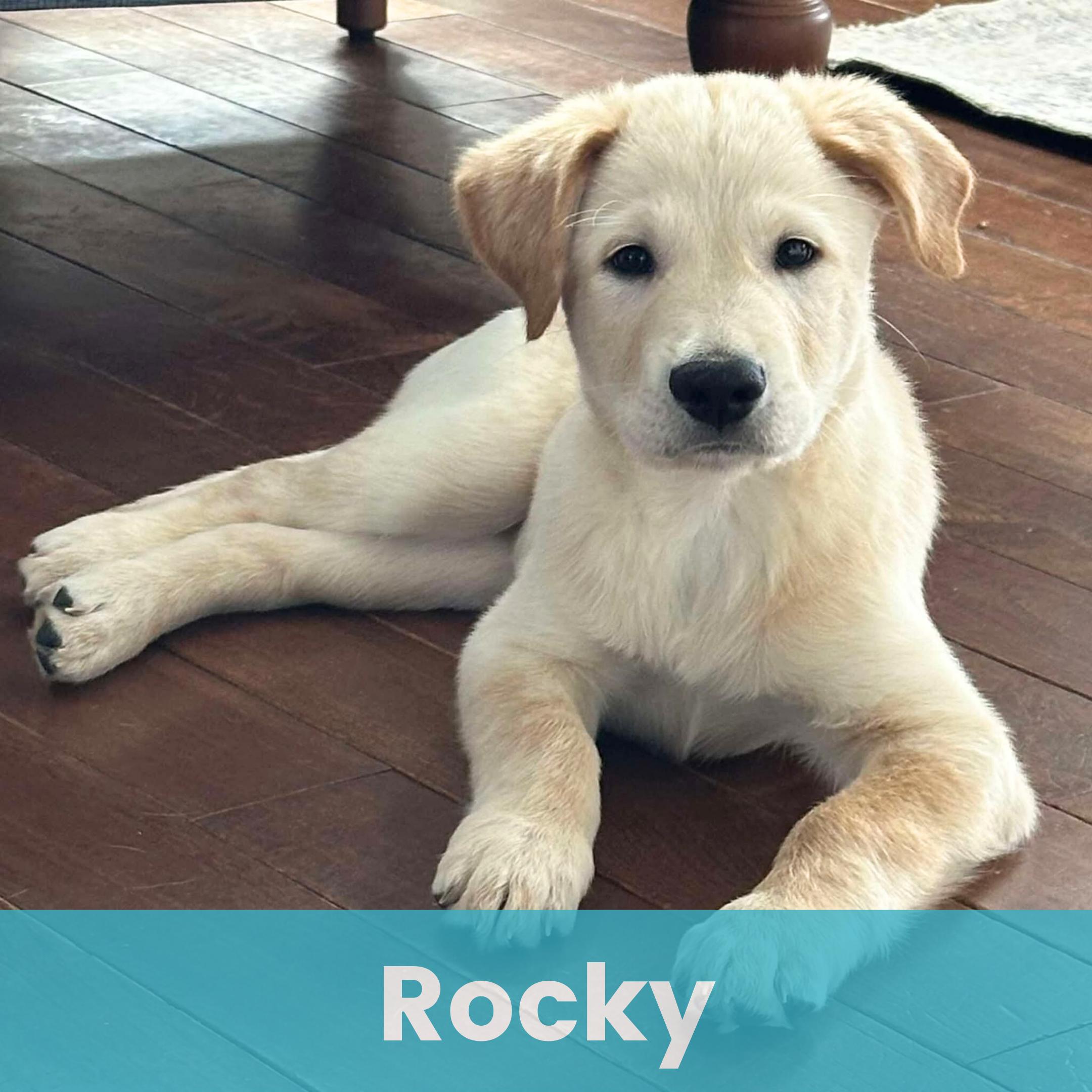 Rocky, ADOPTABLE, Puppy Male Mixed Breed.