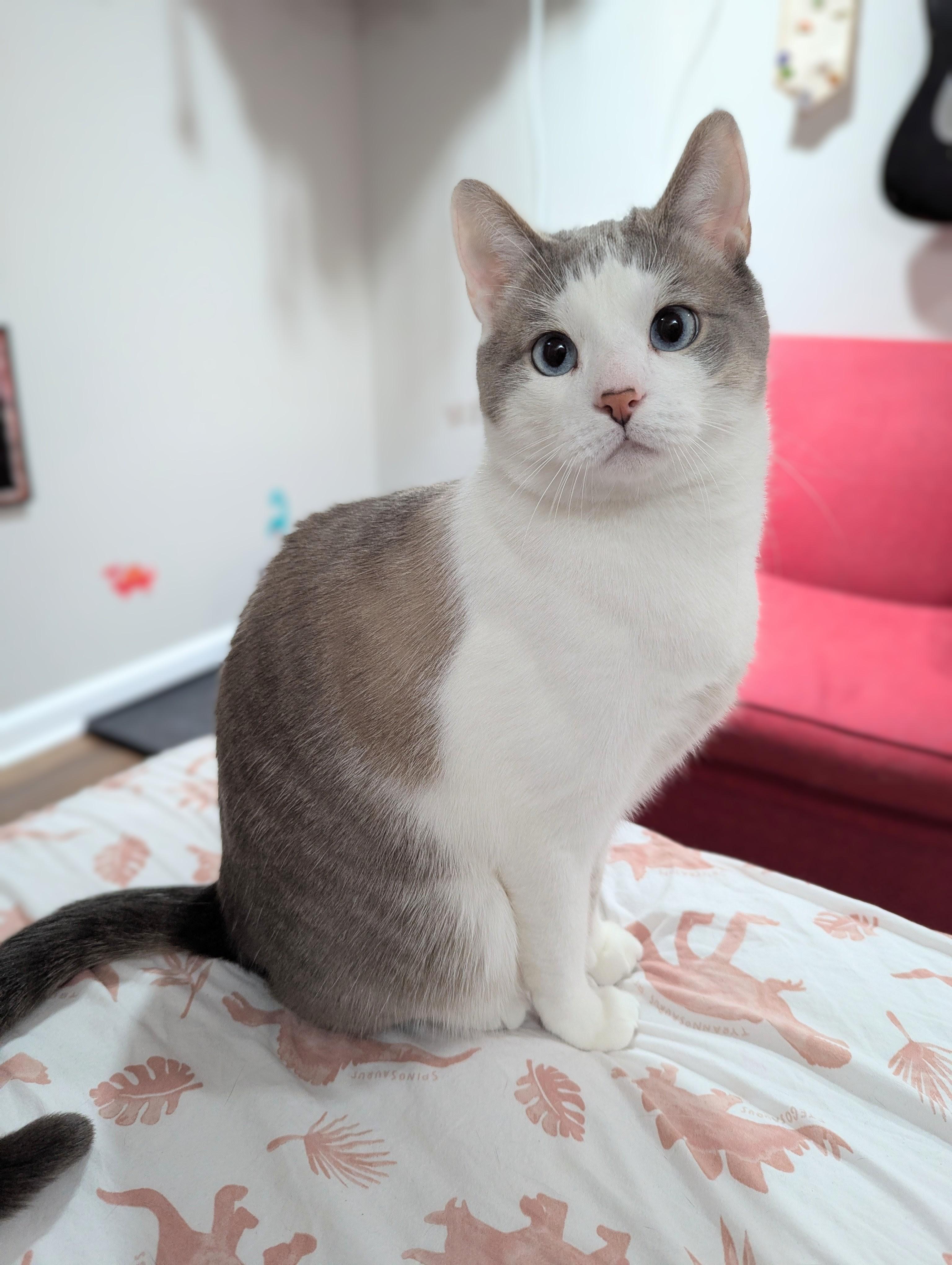 Enlarge Symbah-Handsome Snowshoe is the Total Package!, a Adoptable Snowshoe in Laurel, MD image 4/5