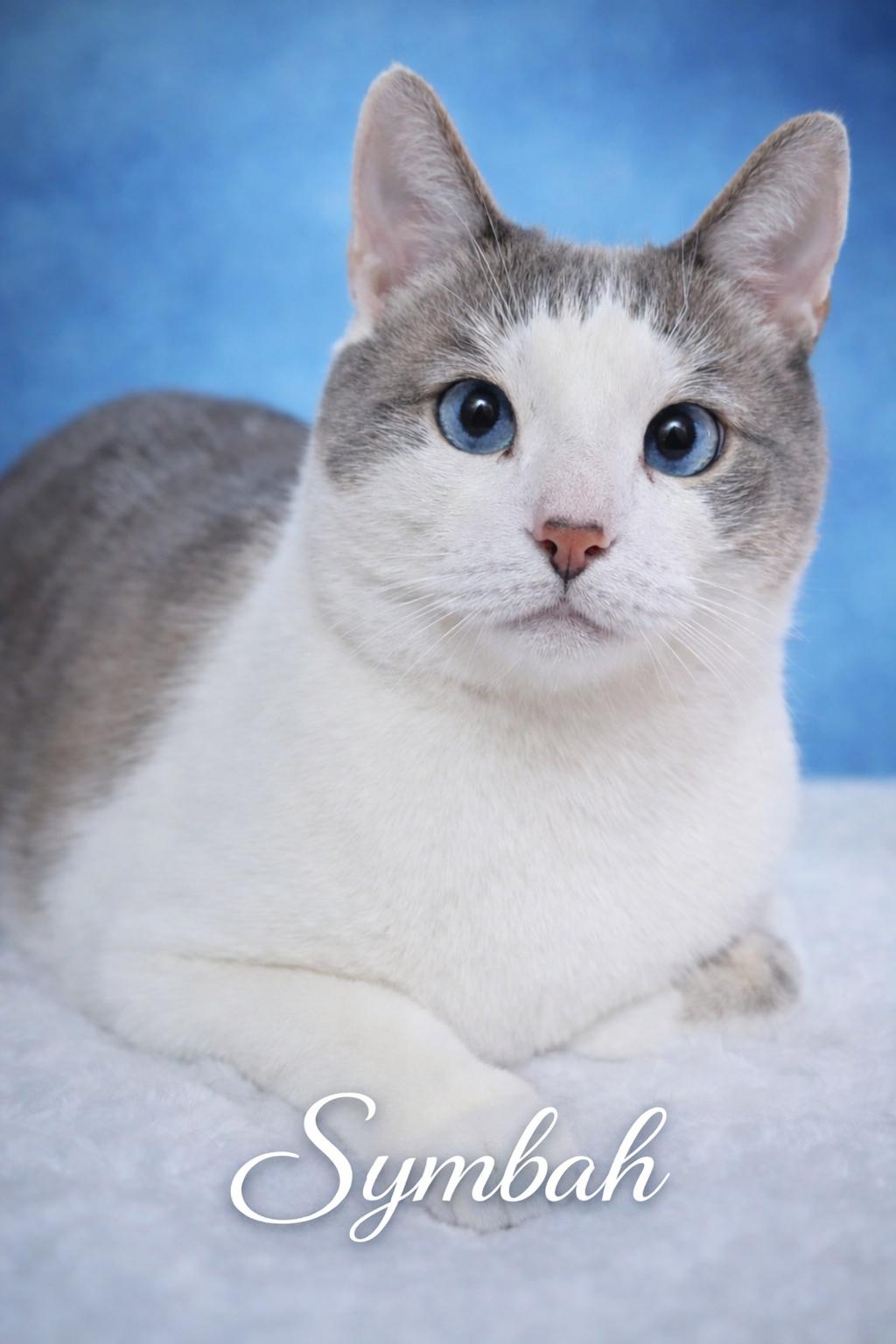 Enlarge Symbah-Handsome Snowshoe is the Total Package!, a Adoptable Snowshoe in Laurel, MD image 2/5