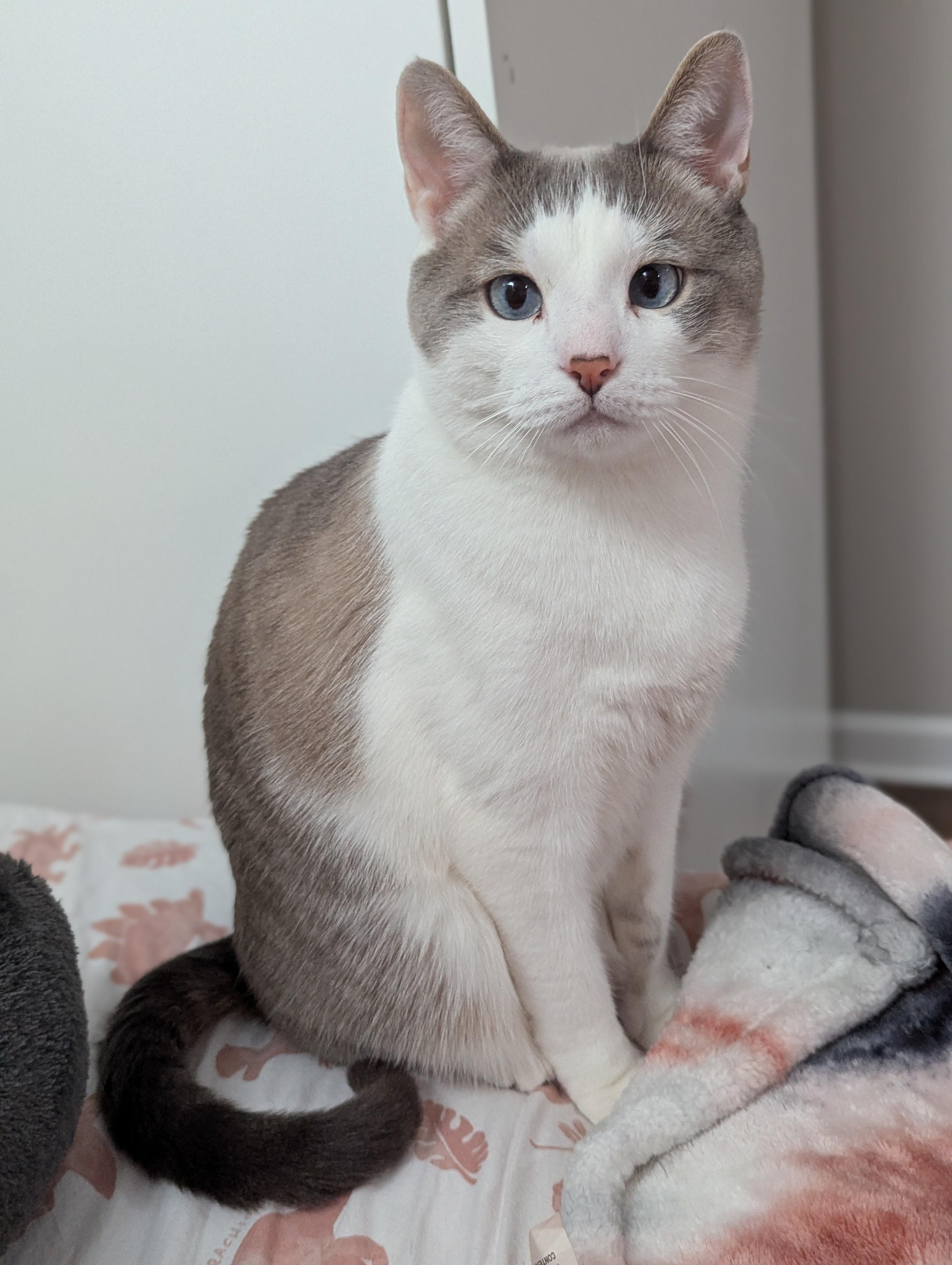 Enlarge Symbah-Handsome Snowshoe is the Total Package!, a Adoptable Snowshoe in Laurel, MD image 5/5