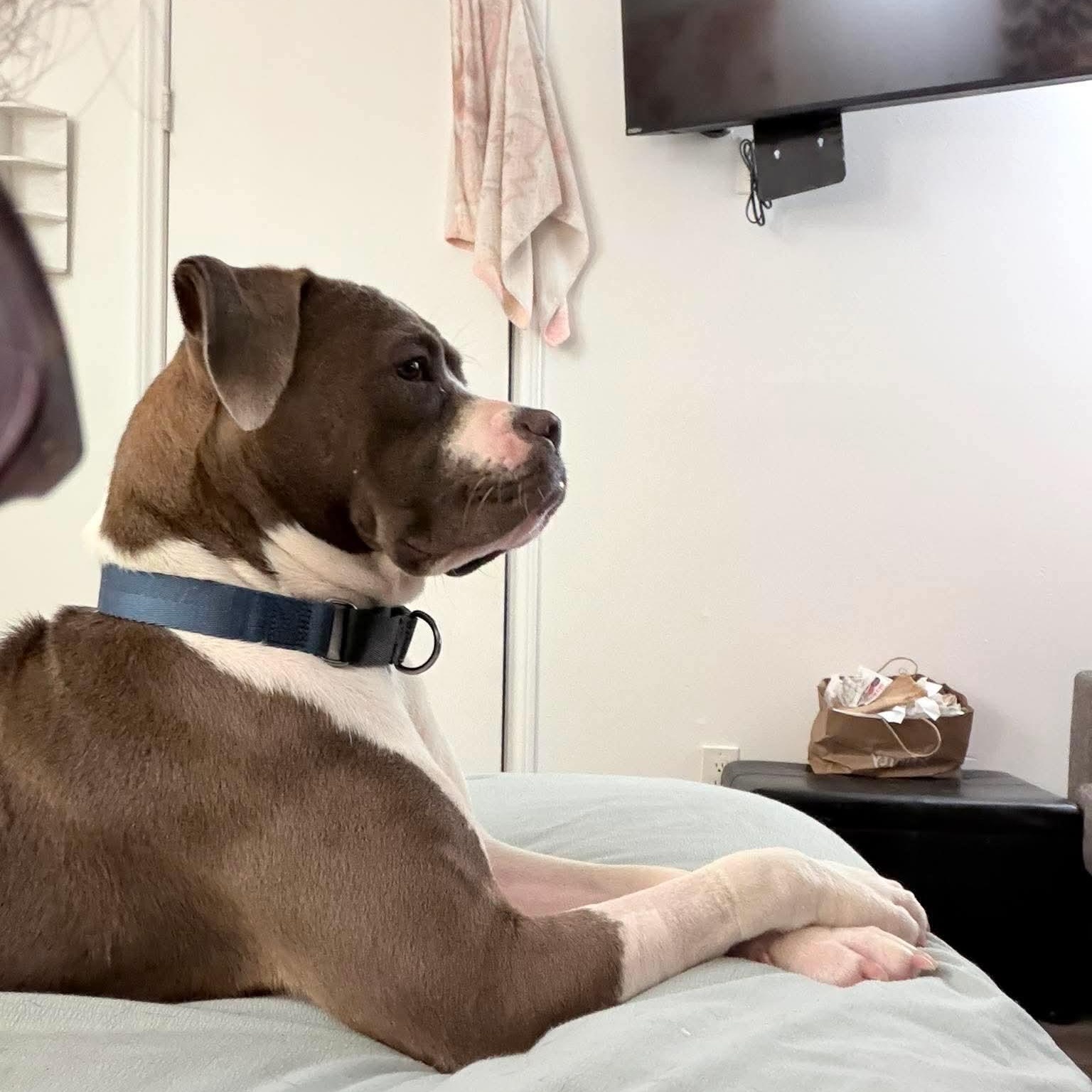 Desi, a Adoptable mixed breed in Yonkers, NY image 4/5