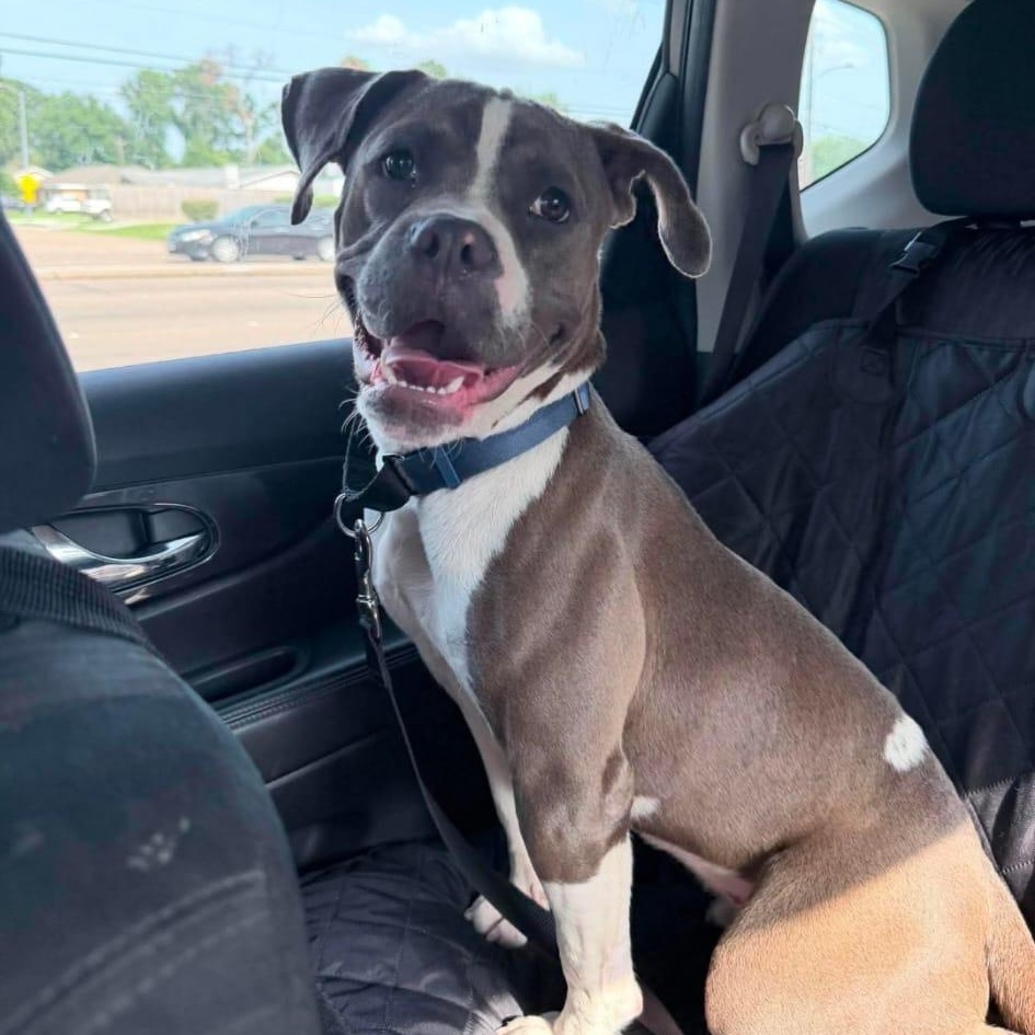 Desi, Adoptable, Young Female Pit Bull Terrier.