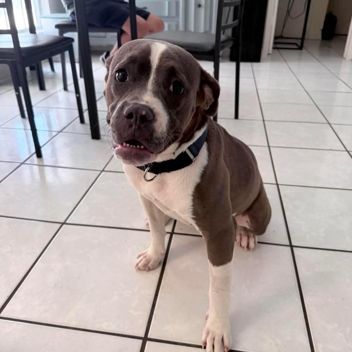 Desi, a Adoptable mixed breed in Yonkers, NY image 2/5