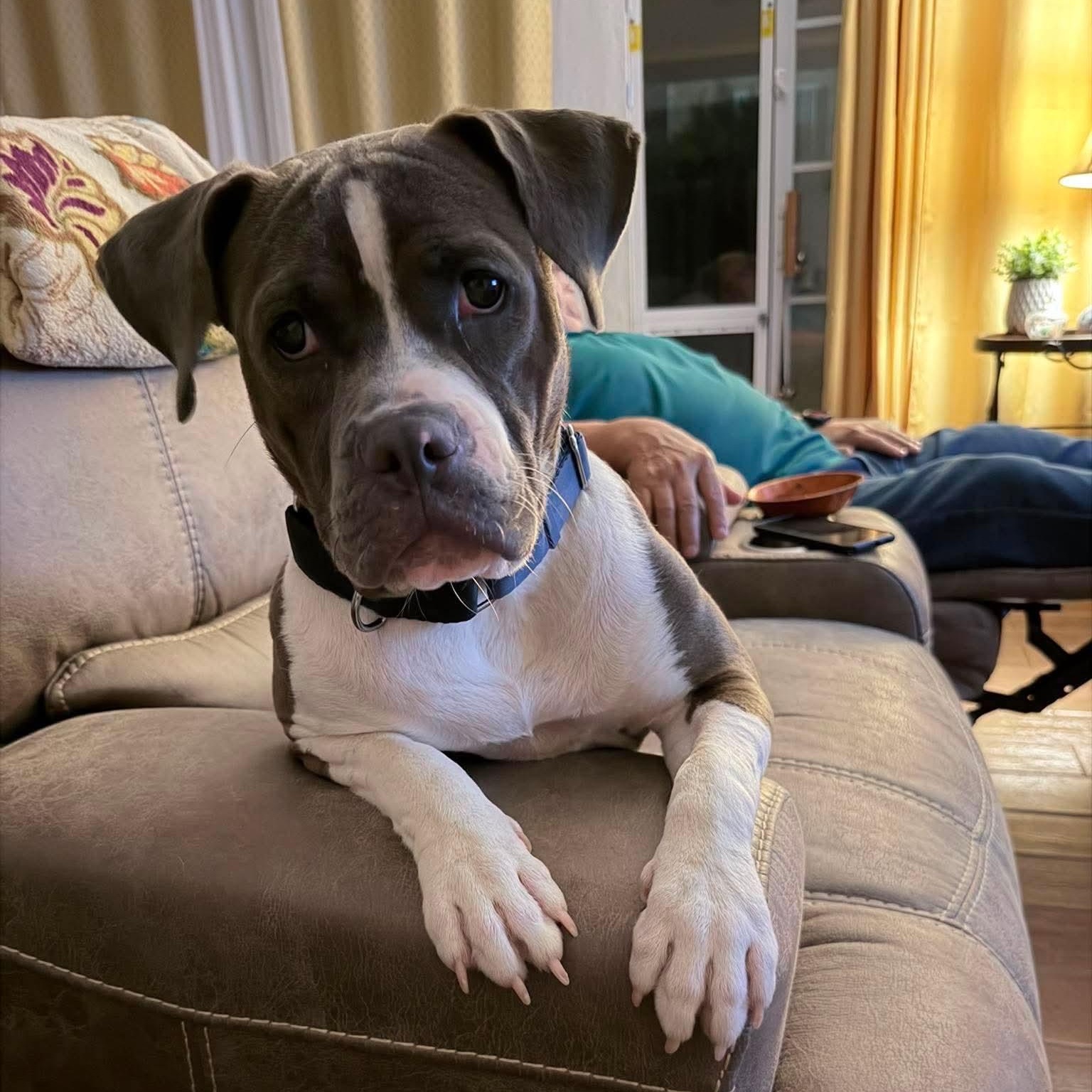 Desi, a Adoptable mixed breed in Yonkers, NY image 3/5