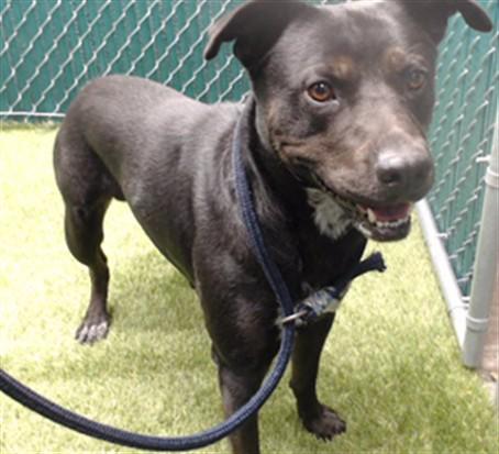 Enlarge EFO, a Adoptable Australian Cattle Dog / Blue Heeler in Downey, CA image 1/1