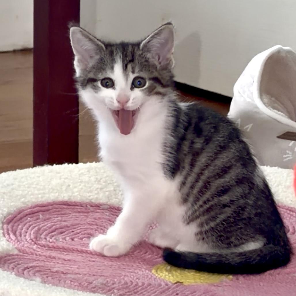 Vanilla's Chocolate, Adoptable, Kitten Female Domestic Short Hair.