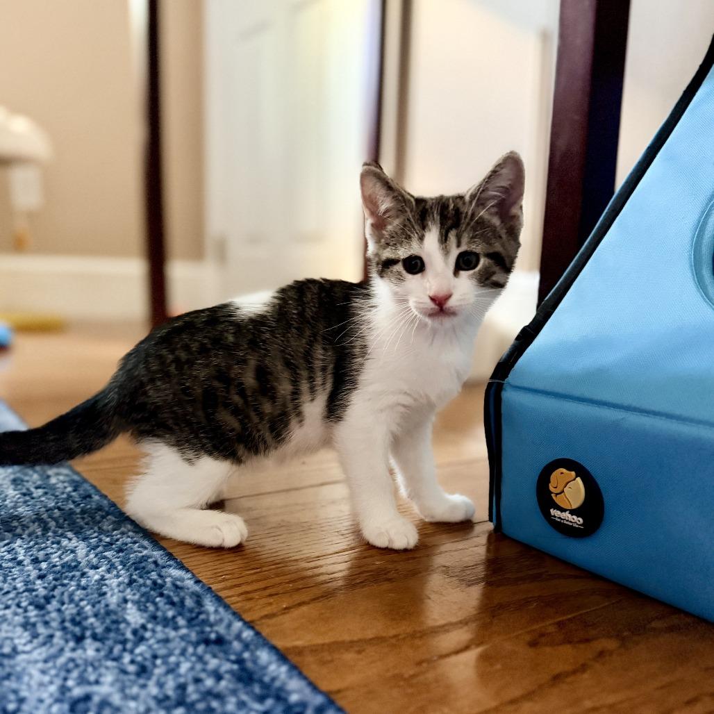 Vanilla's Chocolate, a Adoptable Domestic Short Hair in Potomac, MD image 2/2