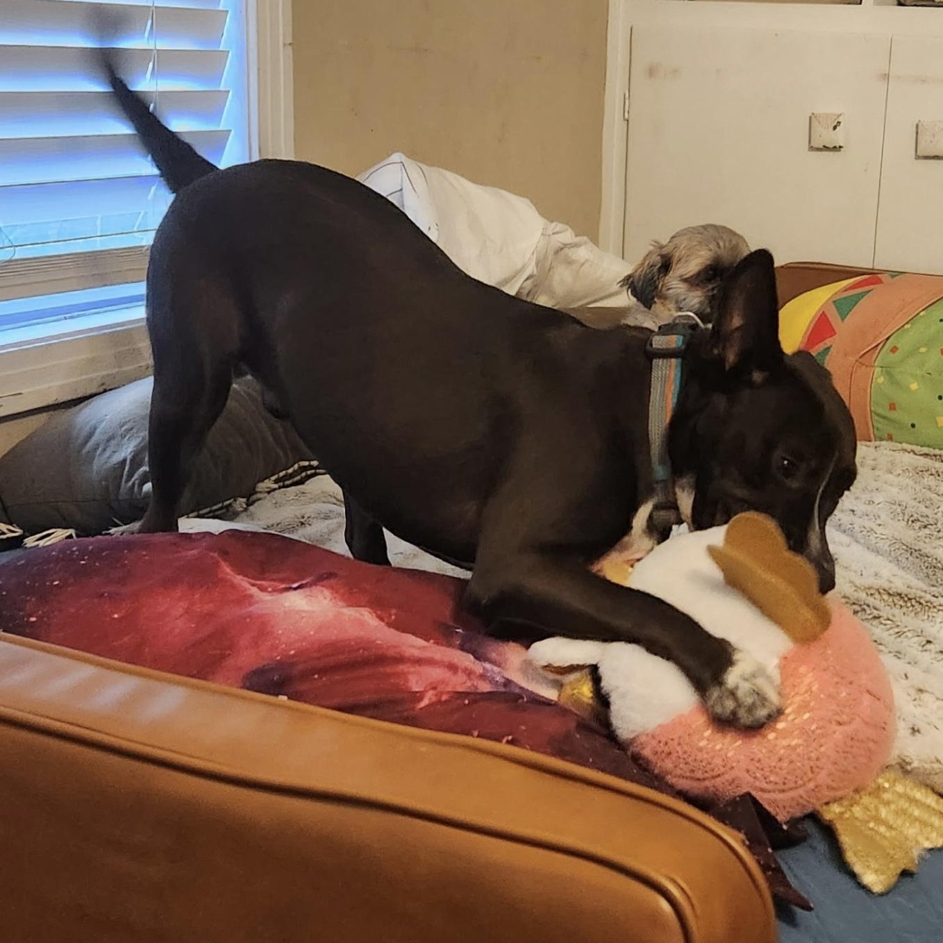 EBONY (Beautiful Girl, Loves Kids, Loves Water, Loving, Sweet, Kind, SEE VIDEO), a Adoptable mixed breed in Bridgton, ME image 6/6