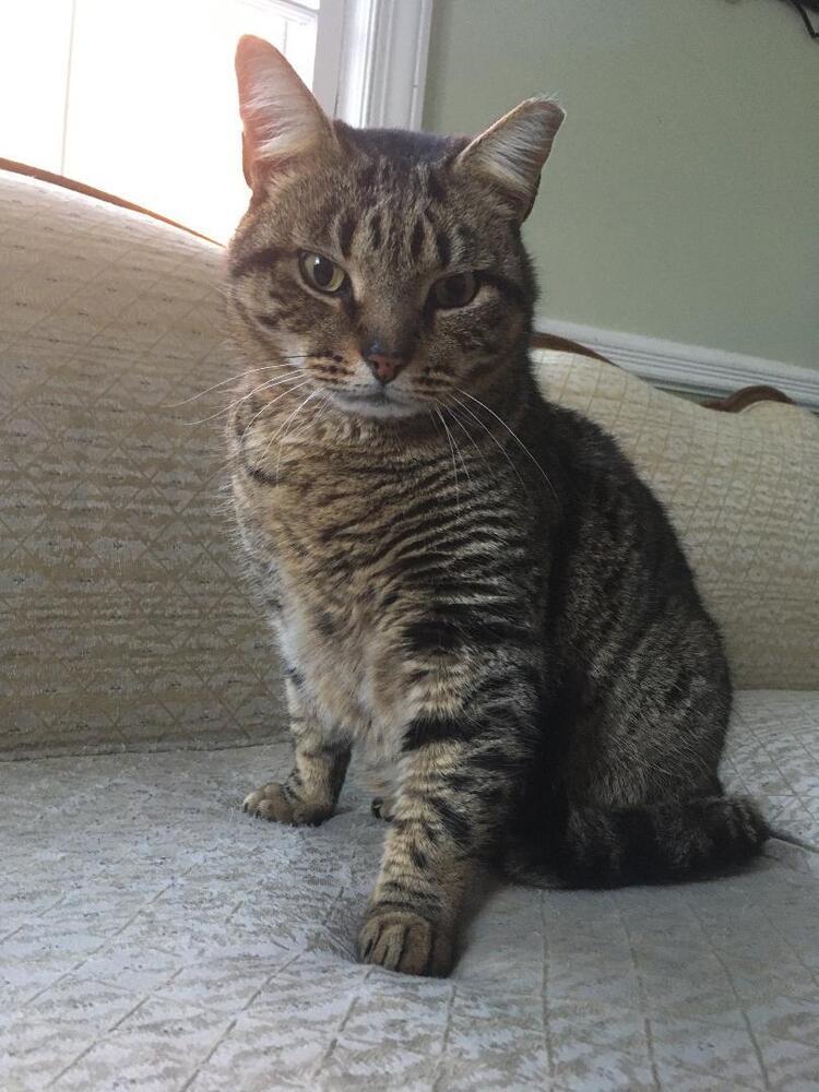 Charlie, Adoptable, Adult Male Domestic Short Hair.
