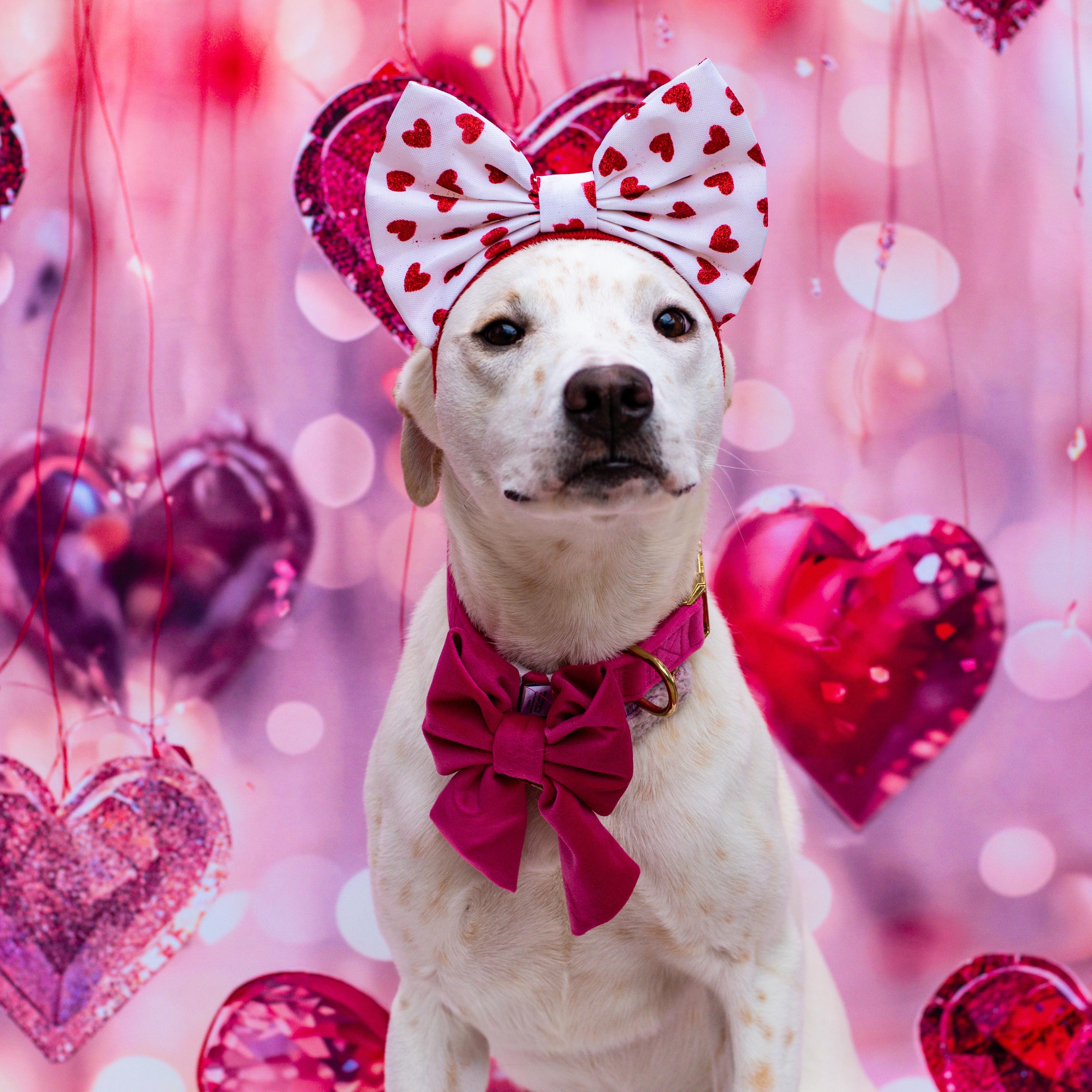 Princess , ADOPTABLE, Young Female Mixed Breed & Labrador Retriever.