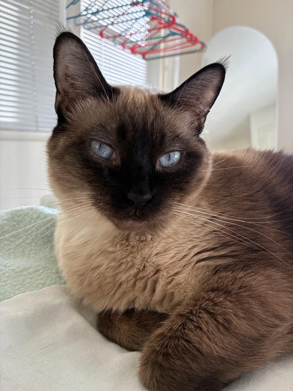 Dallas (bonded with Honolulu), Adoptable, Adult Female Siamese & Domestic Short Hair.