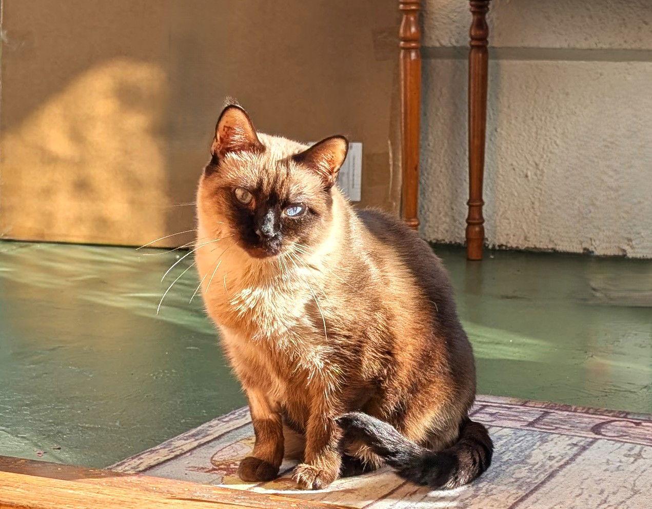 Dallas (bonded with Honolulu), Adoptable, Adult Female Siamese & Domestic Short Hair.