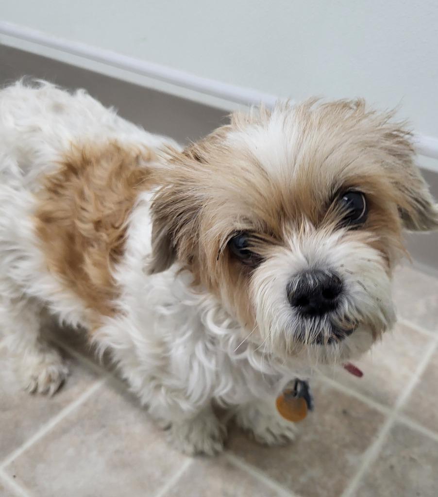 Enlarge Sassy, a Adopted mixed breed in Medford, WI image 1/1