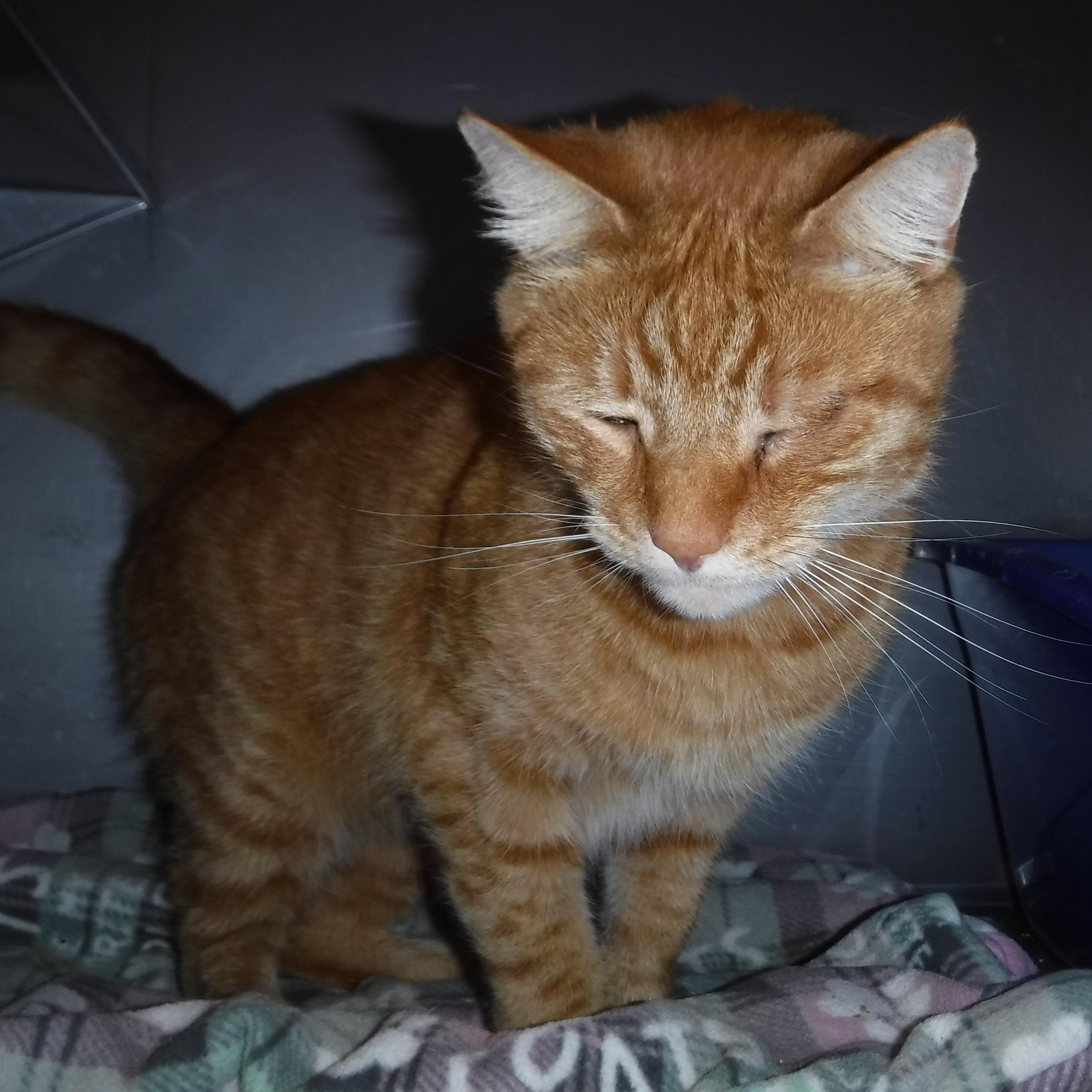 Samson - One-Eyed Wonder Boy