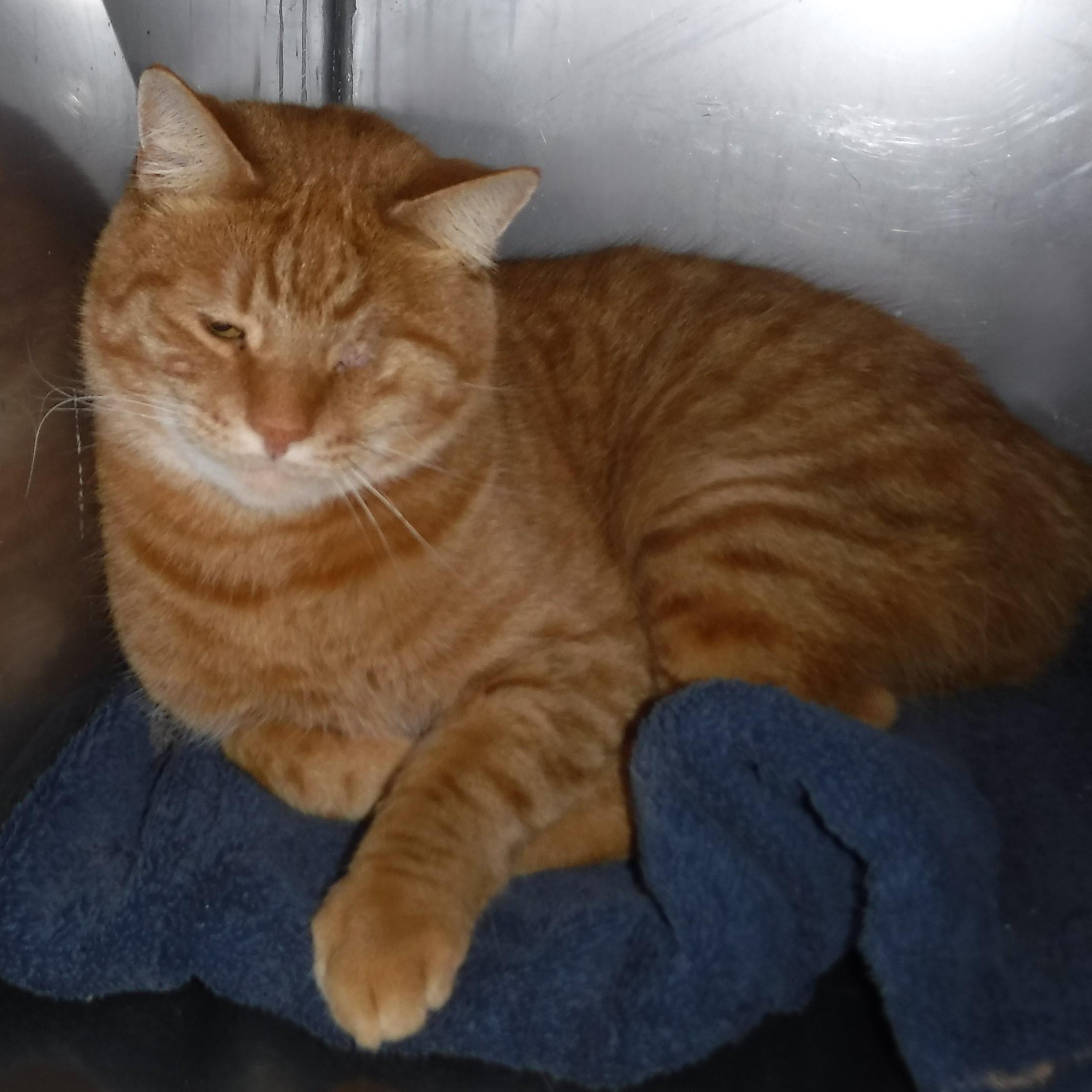 Samson - One-Eyed Wonder Boy