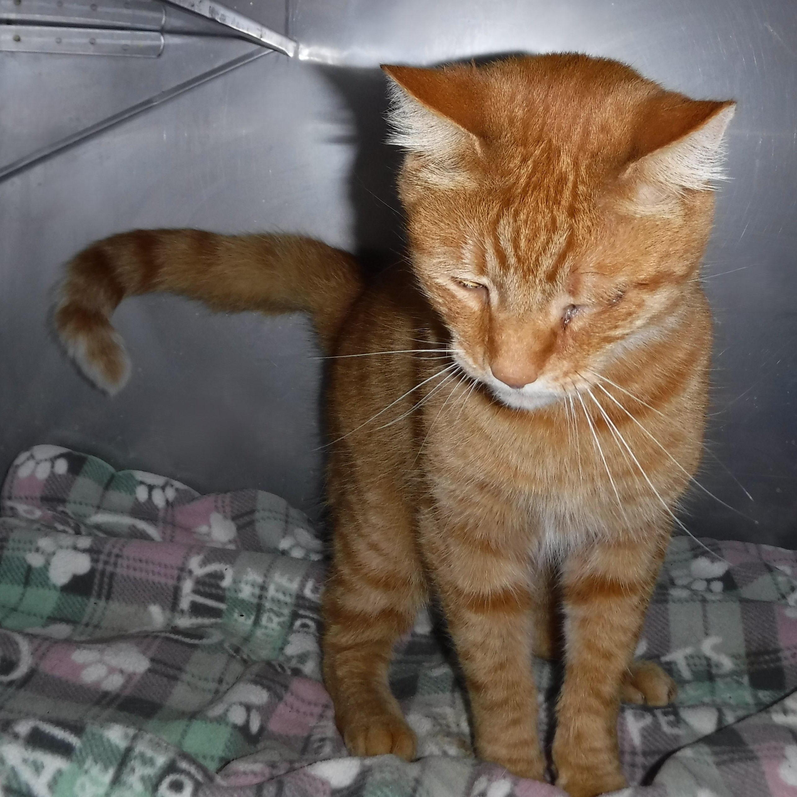 Samson - One-Eyed Wonder Boy