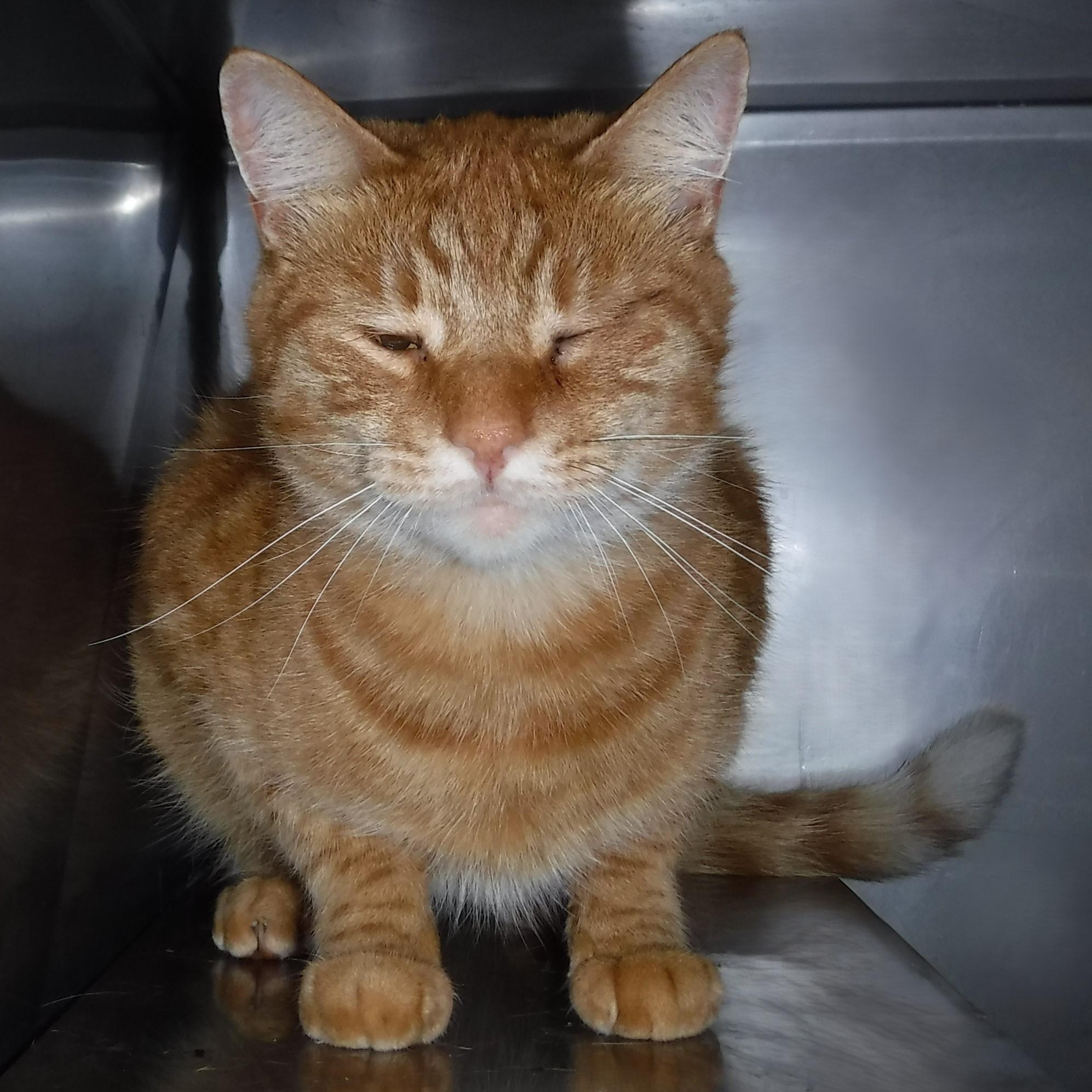 Samson - One-Eyed Wonder Boy