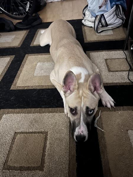 Freya, Adoptable, Young Female Mixed Breed.