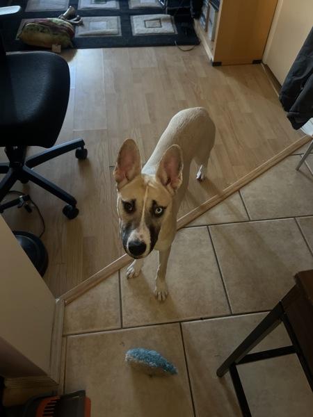 Enlarge Freya, a Adoptable mixed breed in Staten Island, NY image 2/2