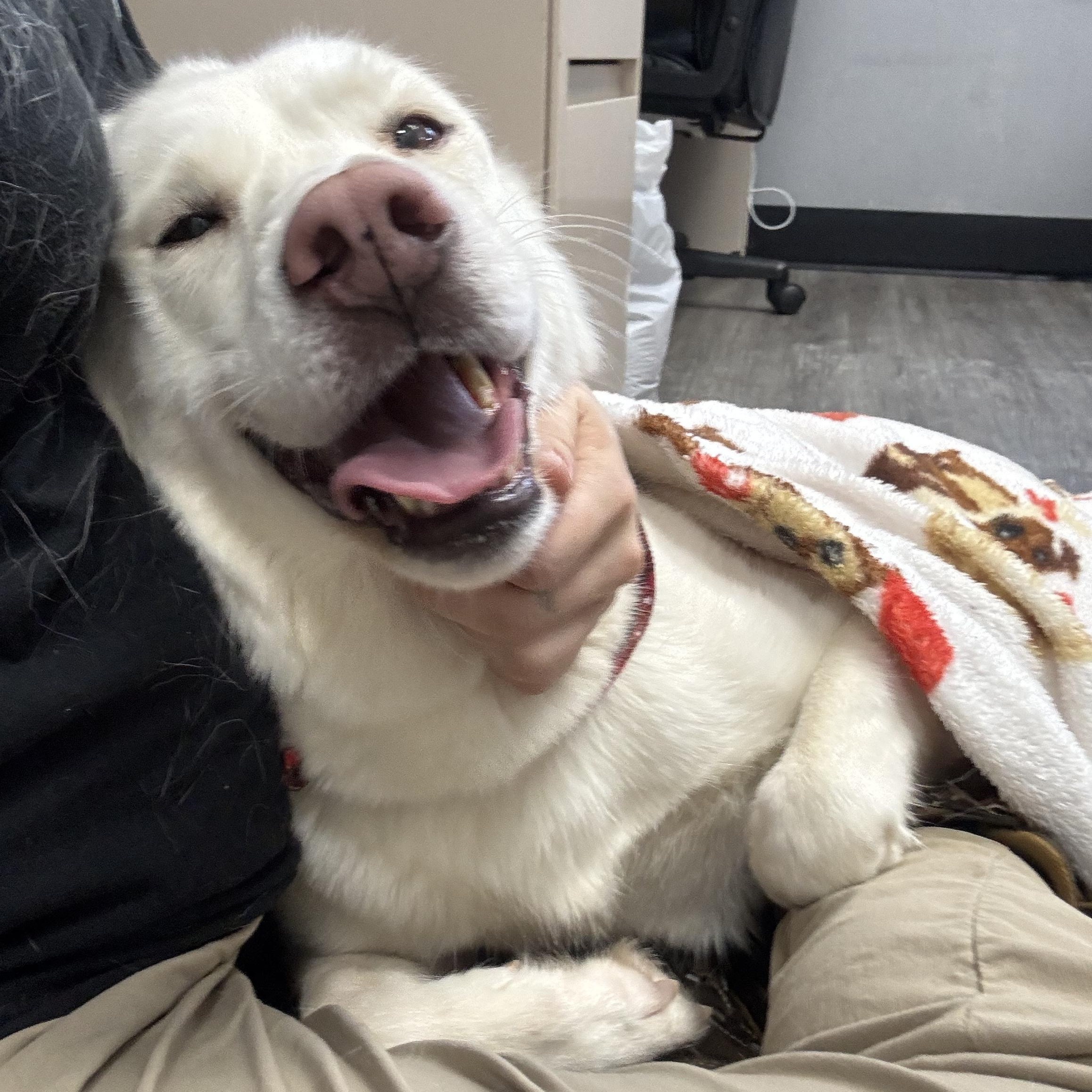 Snowbell thumbnail 2