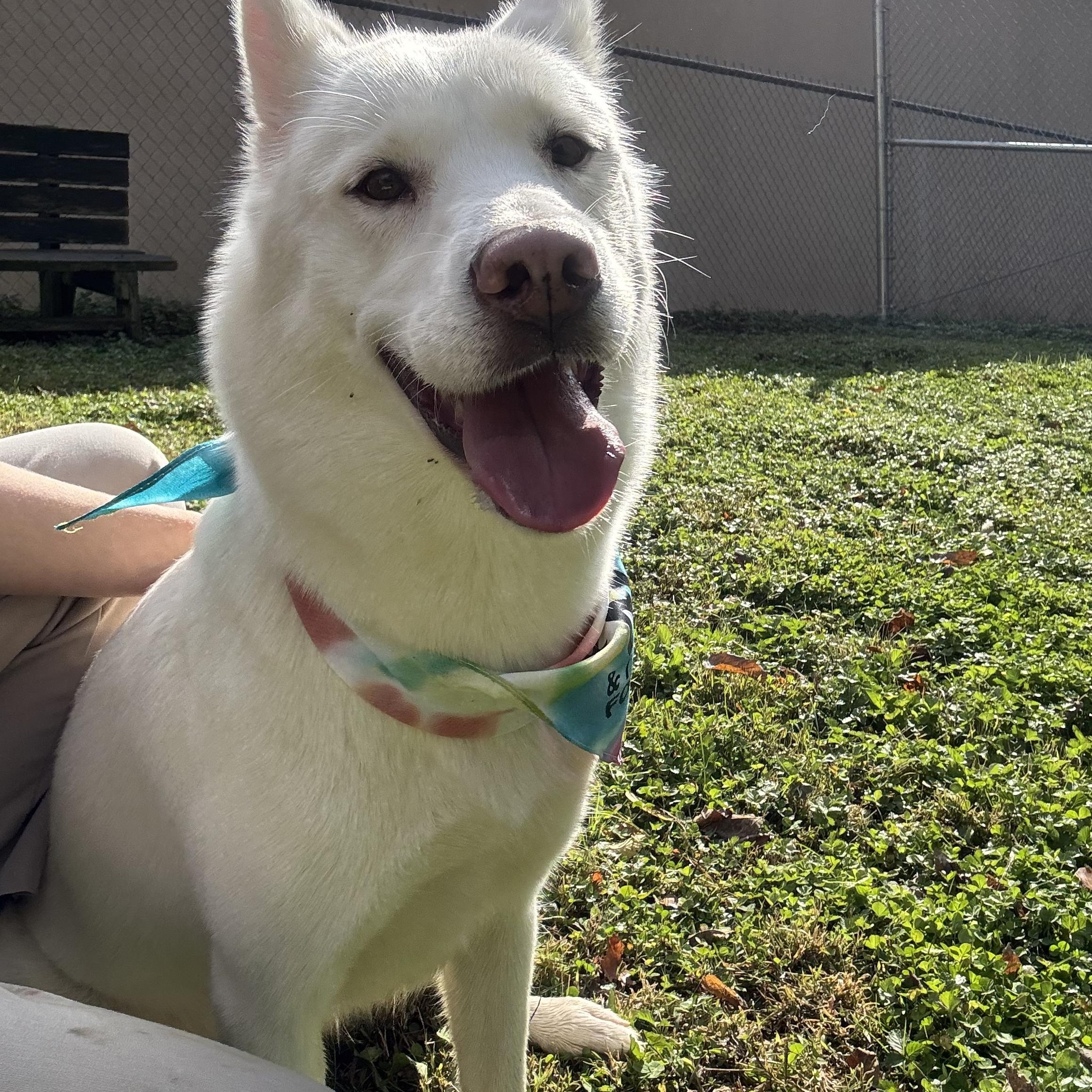 Snowbell, Adoptable, Adult Female Siberian Husky.