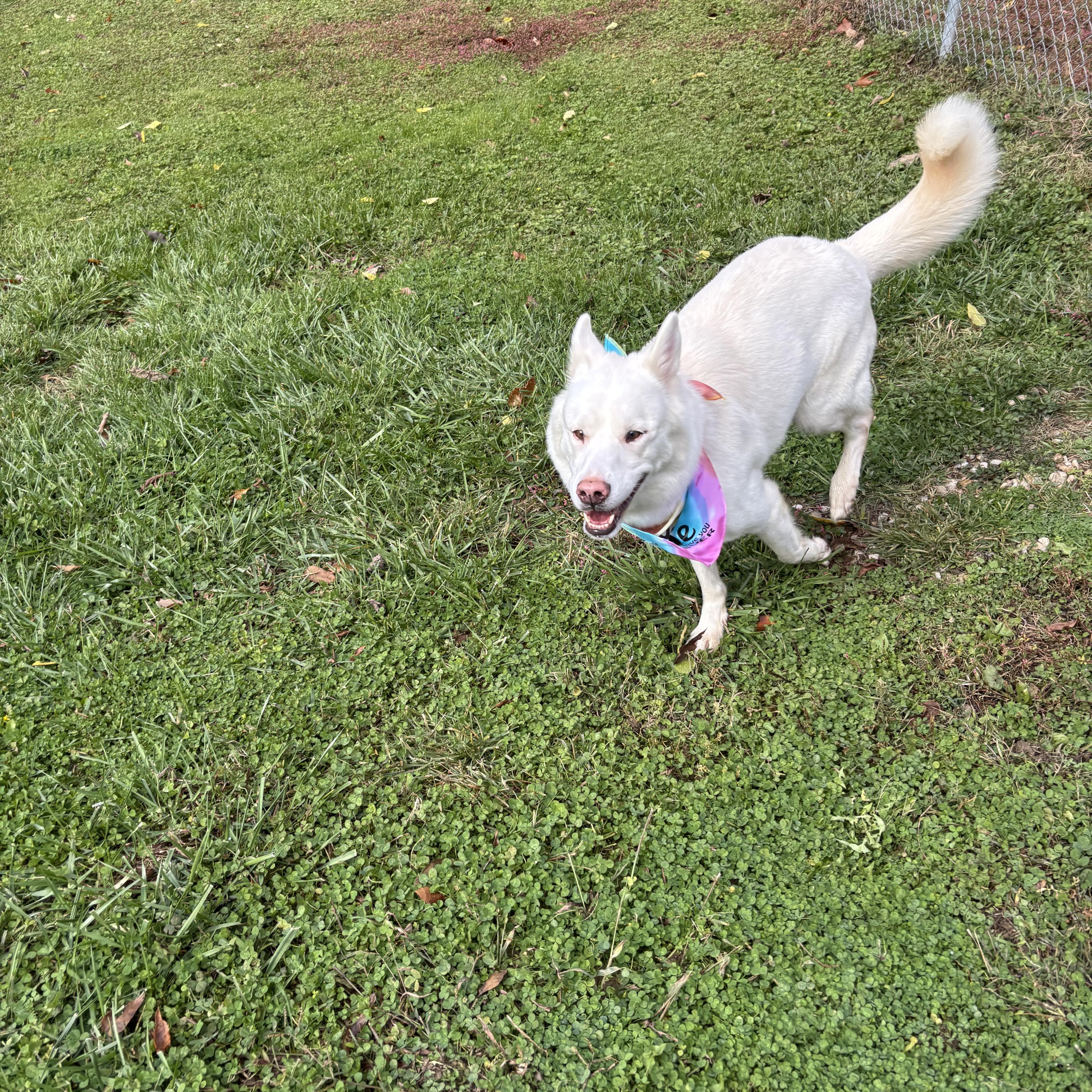 Enlarge Snowbell, a Adoptable Siberian Husky in Circleville, OH image 4/6