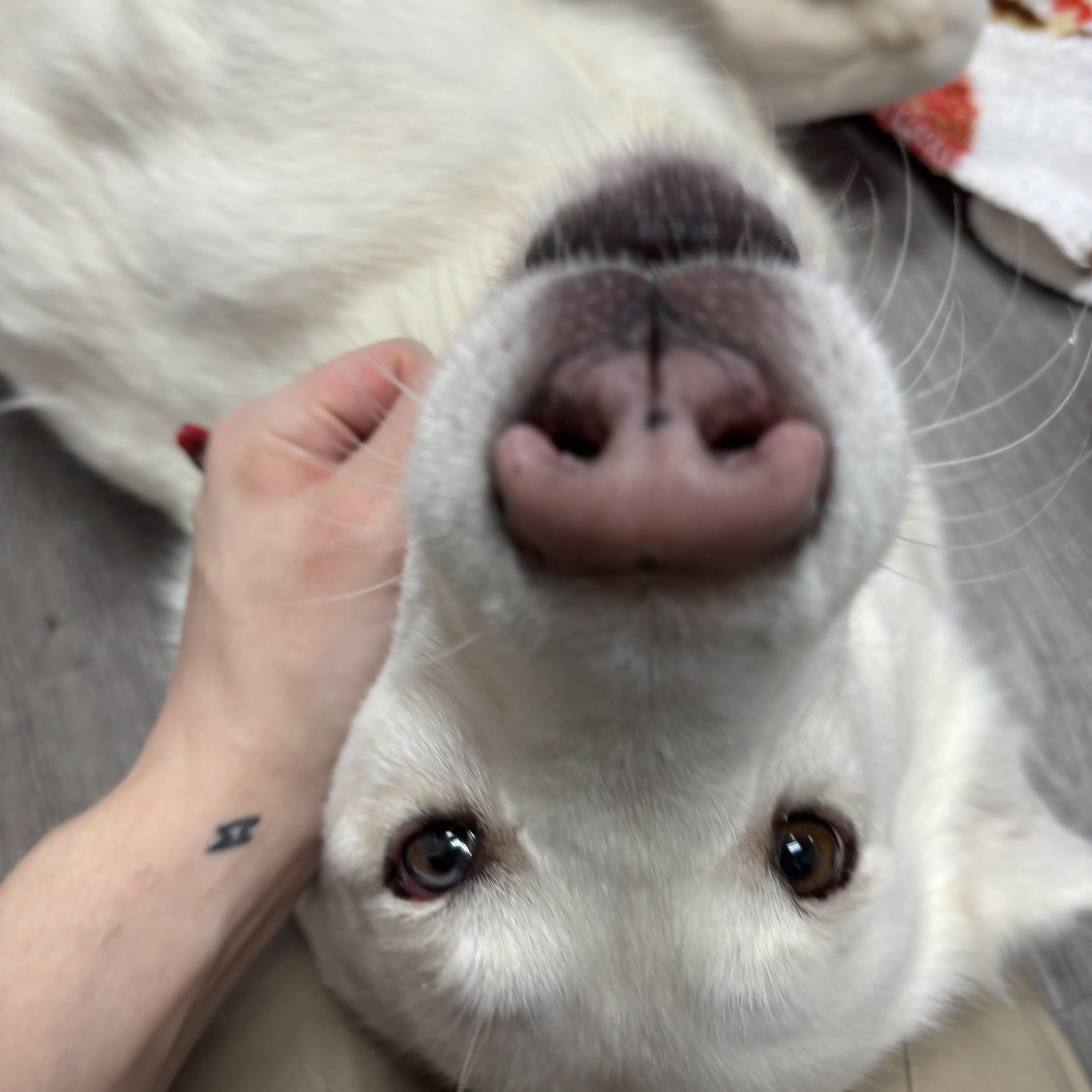 Snowbell thumbnail 5