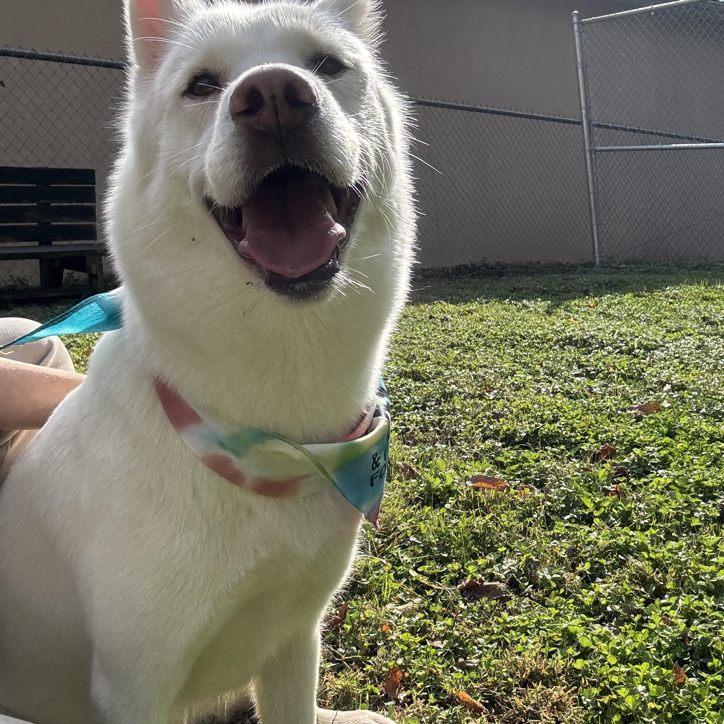Enlarge Snowbell, a Adoptable Siberian Husky in Circleville, OH image 2/6