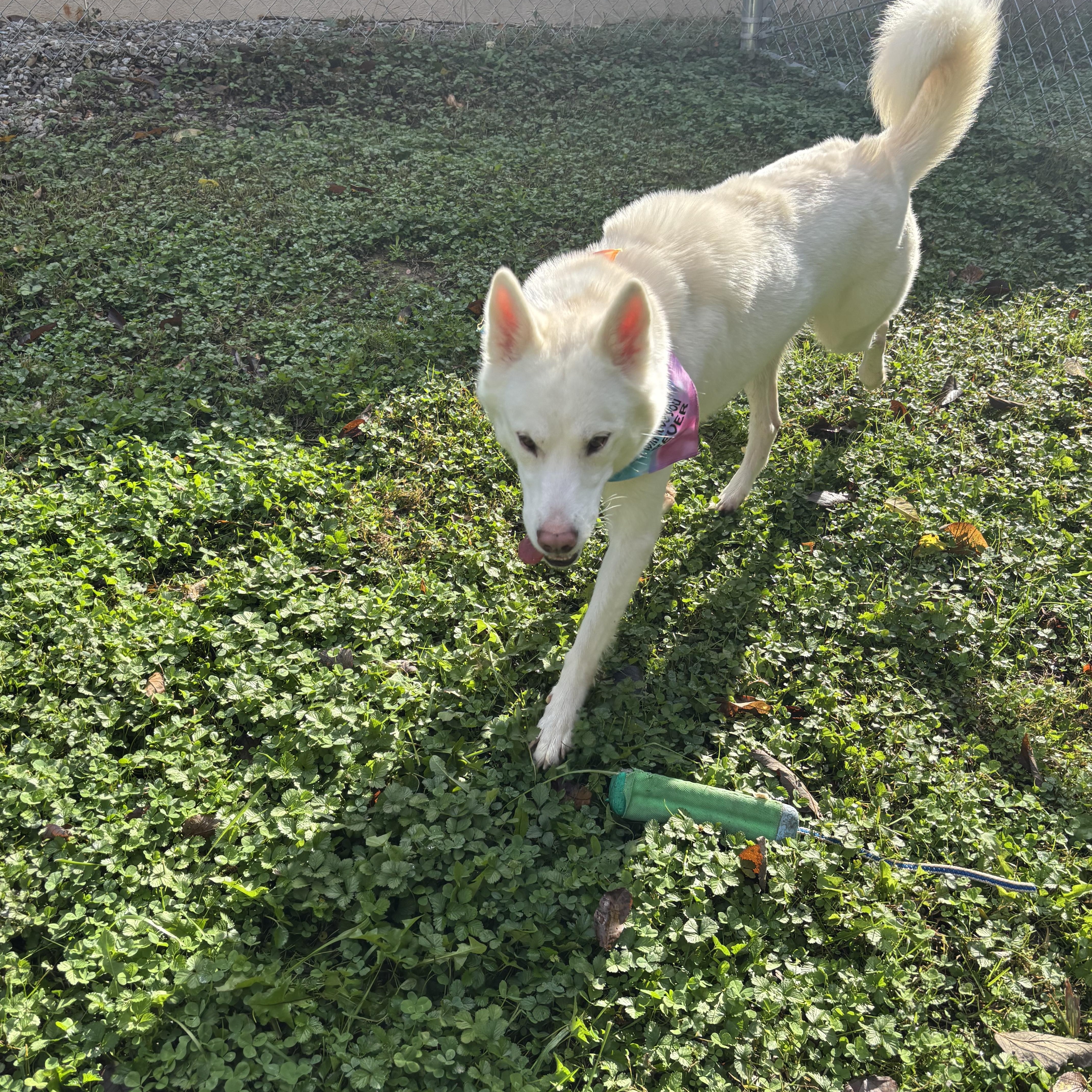Enlarge Snowbell, a Adoptable Siberian Husky in Circleville, OH image 3/6
