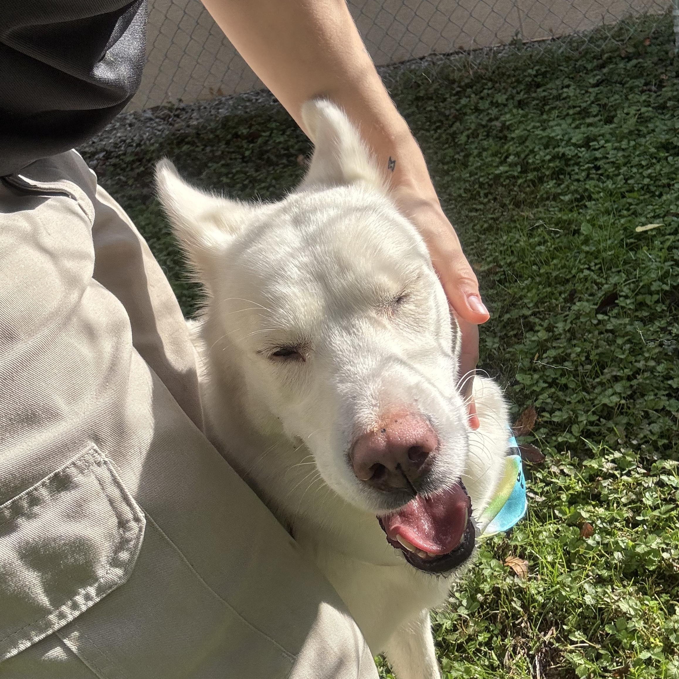 Enlarge Snowbell, a Adoptable Siberian Husky in Circleville, OH image 6/6