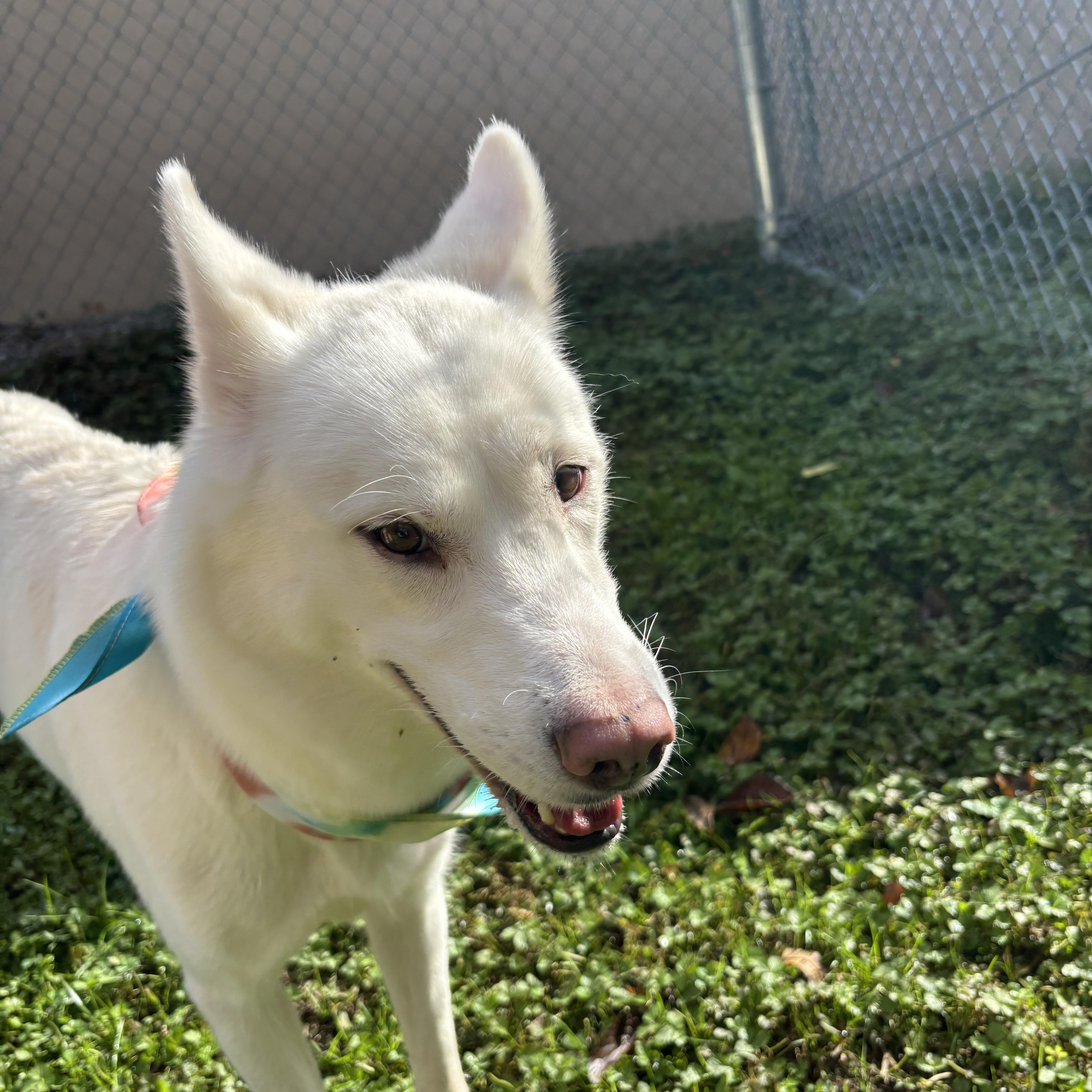 Enlarge Snowbell, a Adoptable Siberian Husky in Circleville, OH image 5/6