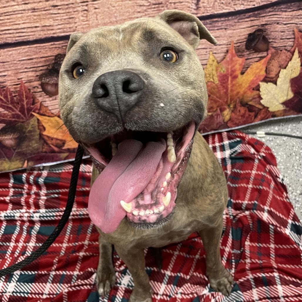 Zimba, a Adoptable Pit Bull Terrier in Henderson, NV image 1/3