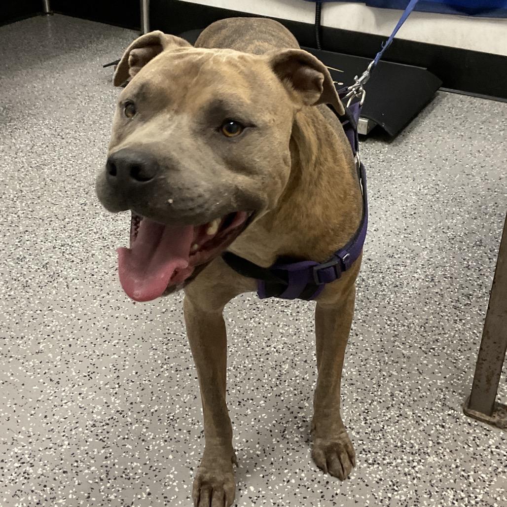 Zimba, a Adoptable Pit Bull Terrier in Henderson, NV image 2/3