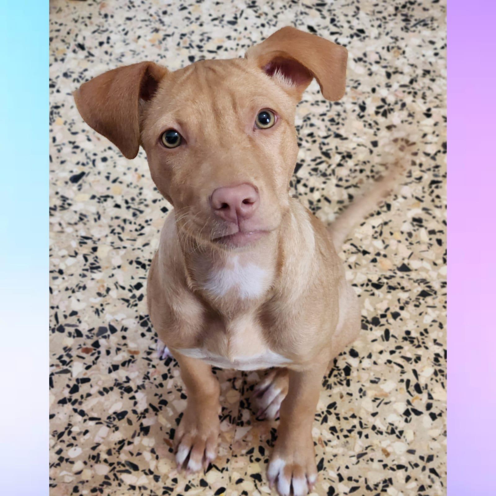 Mila, Adopted, Puppy Female Pit Bull Terrier & Vizsla.