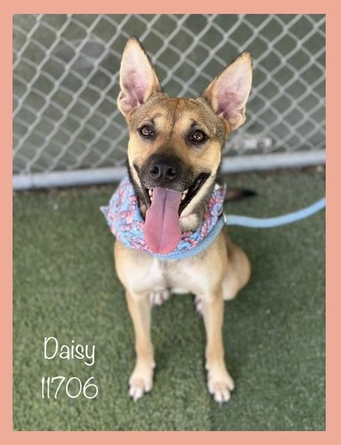 Daisy is a sweet 2 year old Belgian malinois mix who was brought into the shelter with her baby Yosh