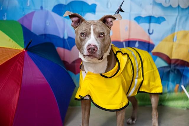 BLUE, Adoptable, Senior Male Pit Bull Terrier & Mixed Breed.