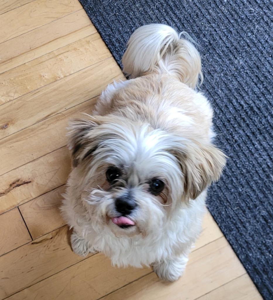 Buddy, Adoptable, Senior Male Shih Tzu.