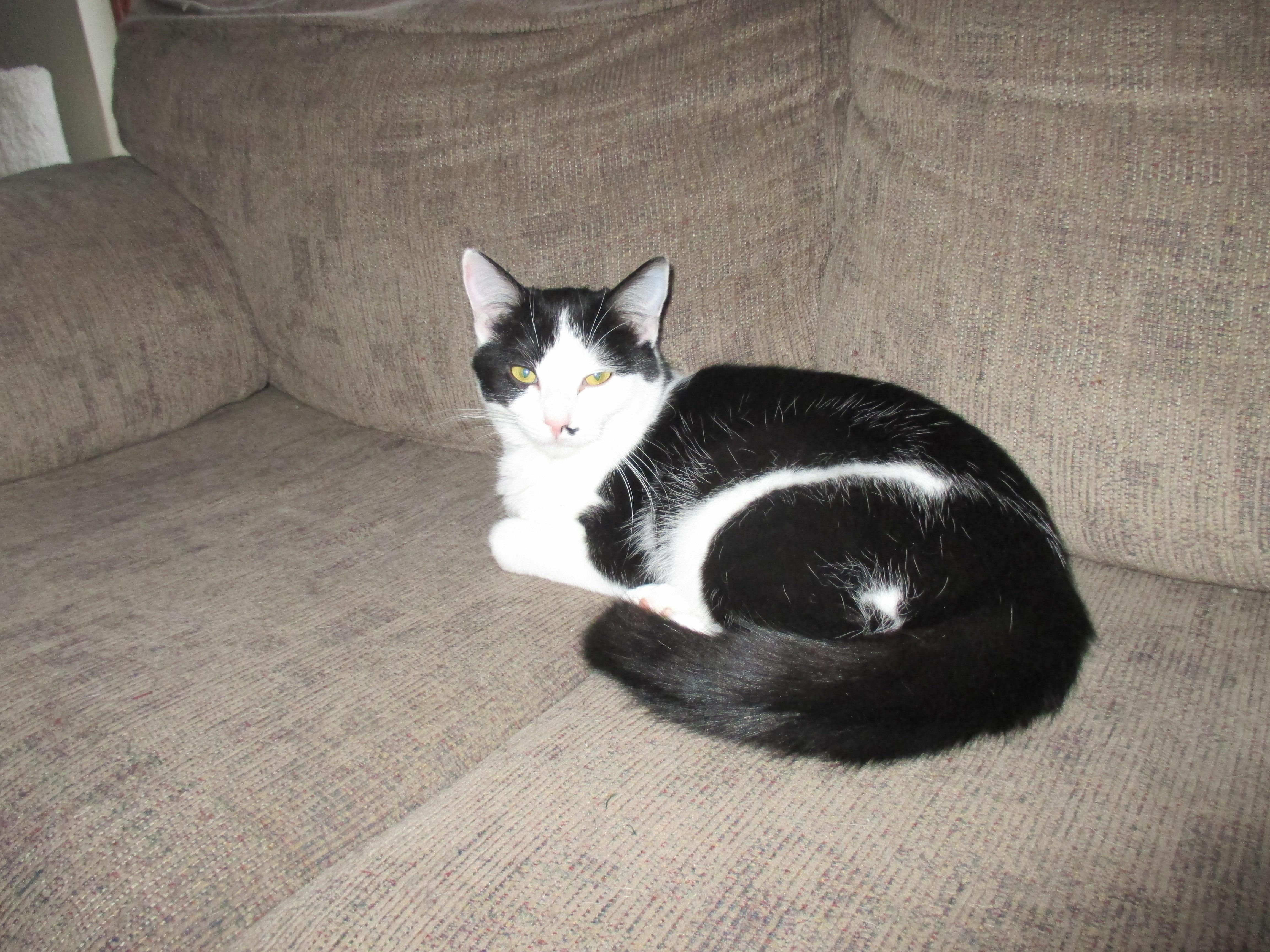 Sina, a Adoptable Domestic Short Hair in Midland, MI image 1/12