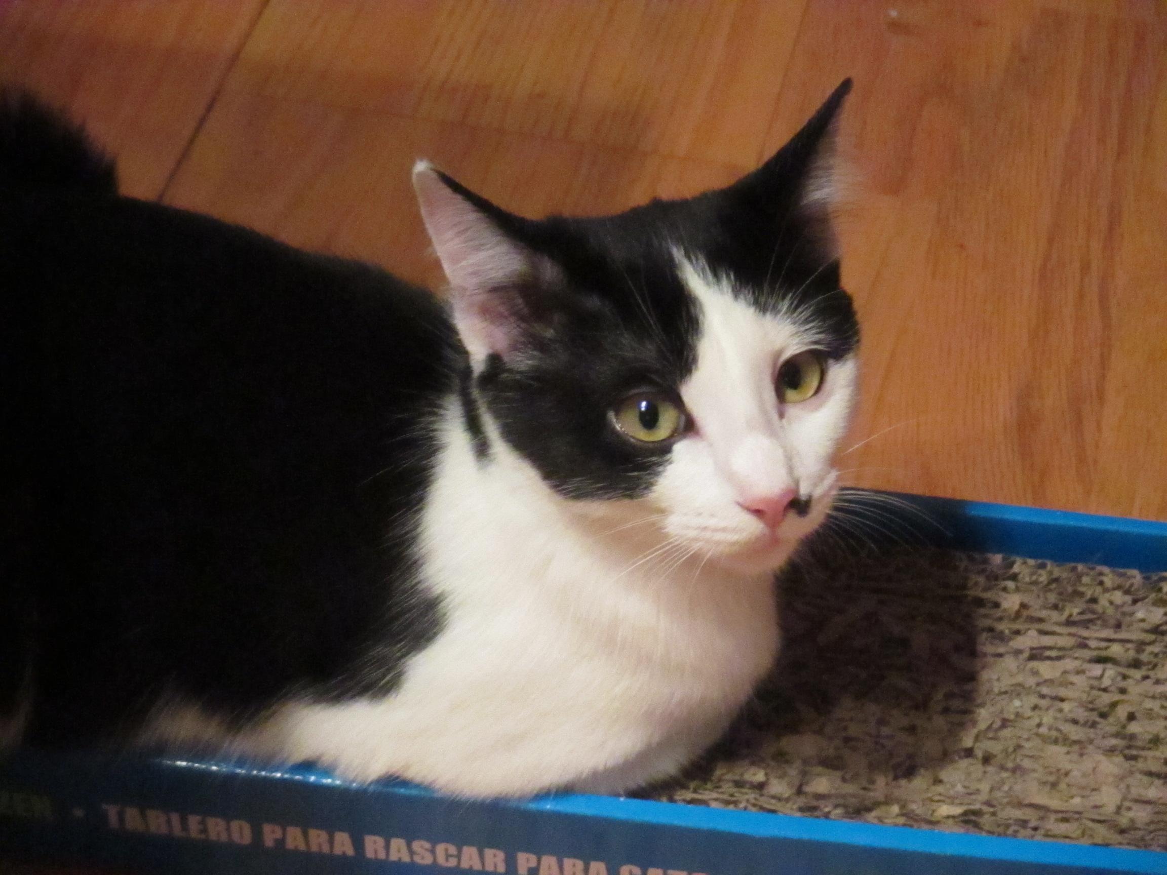 Sina, a Adoptable Domestic Short Hair in Midland, MI image 2/12