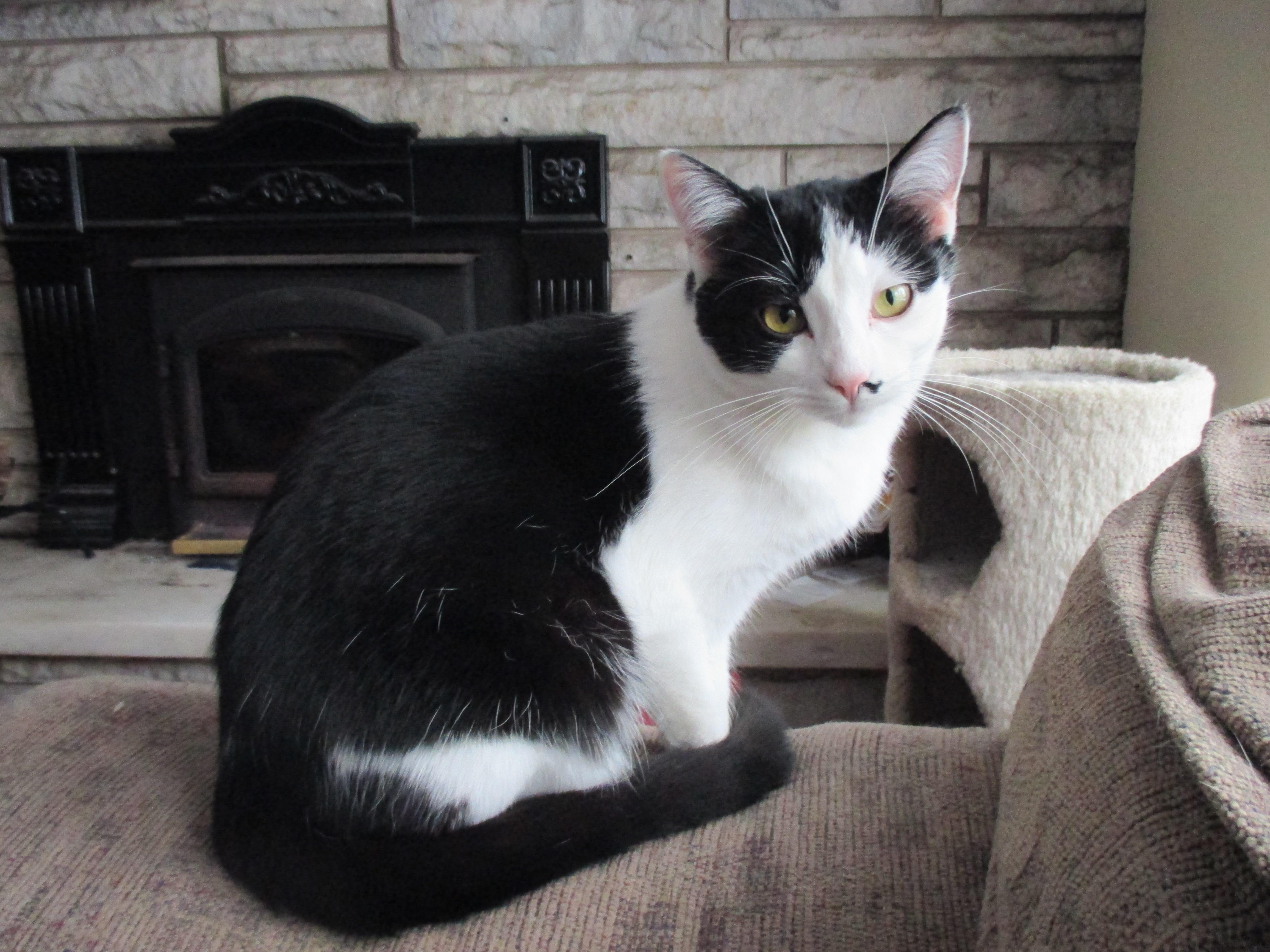 Sina, a Adoptable Domestic Short Hair in Midland, MI image 3/12