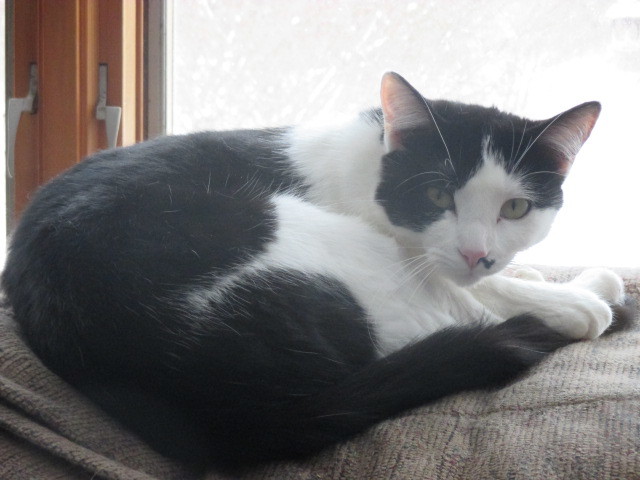 Sina, a Adoptable Domestic Short Hair in Midland, MI image 4/12