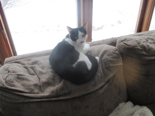 Sina, a Adoptable Domestic Short Hair in Midland, MI image 5/12