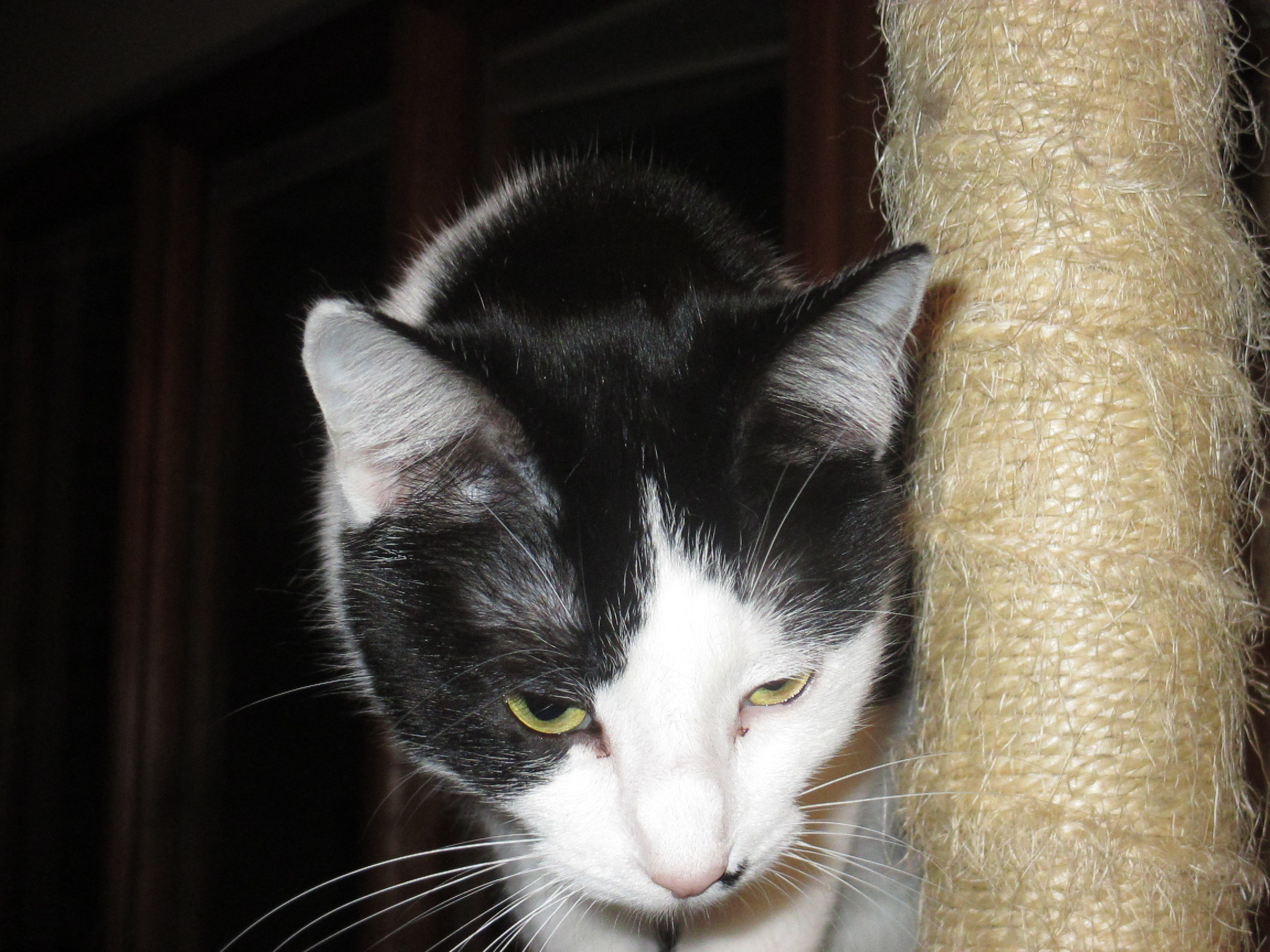 Sina, a Adoptable Domestic Short Hair in Midland, MI image 6/12