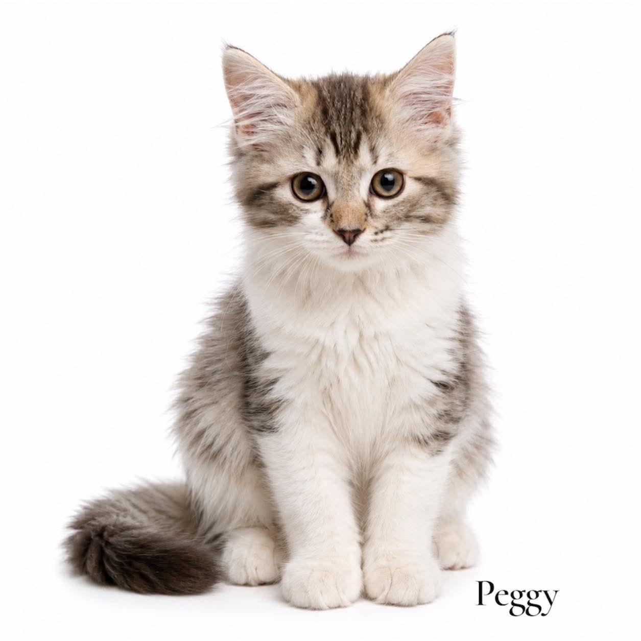 Peggy, ADOPTABLE, Kitten Female Domestic Medium Hair.