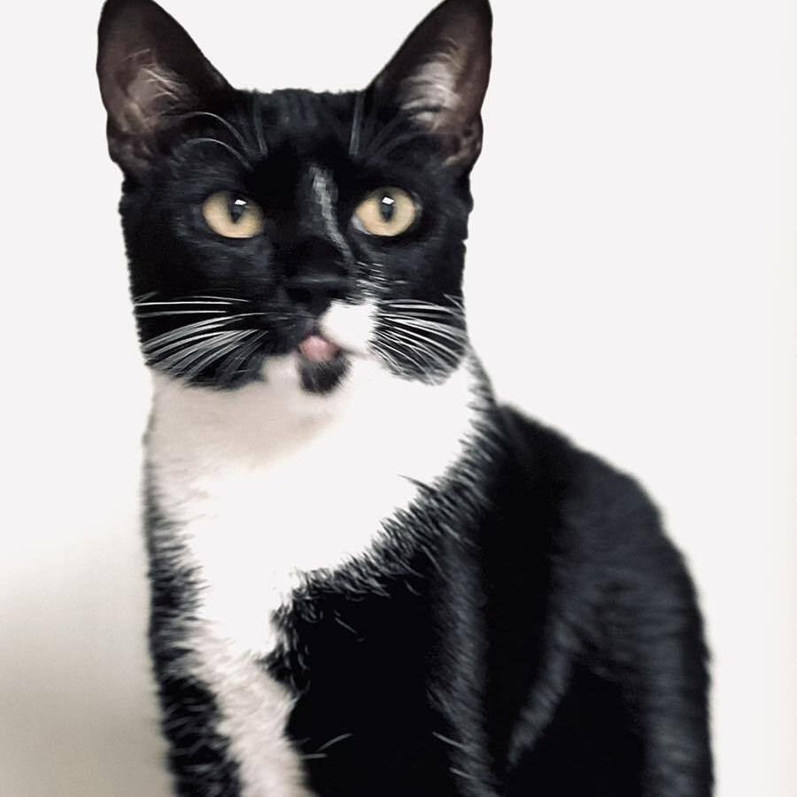 Jett, Young Female Tuxedo
