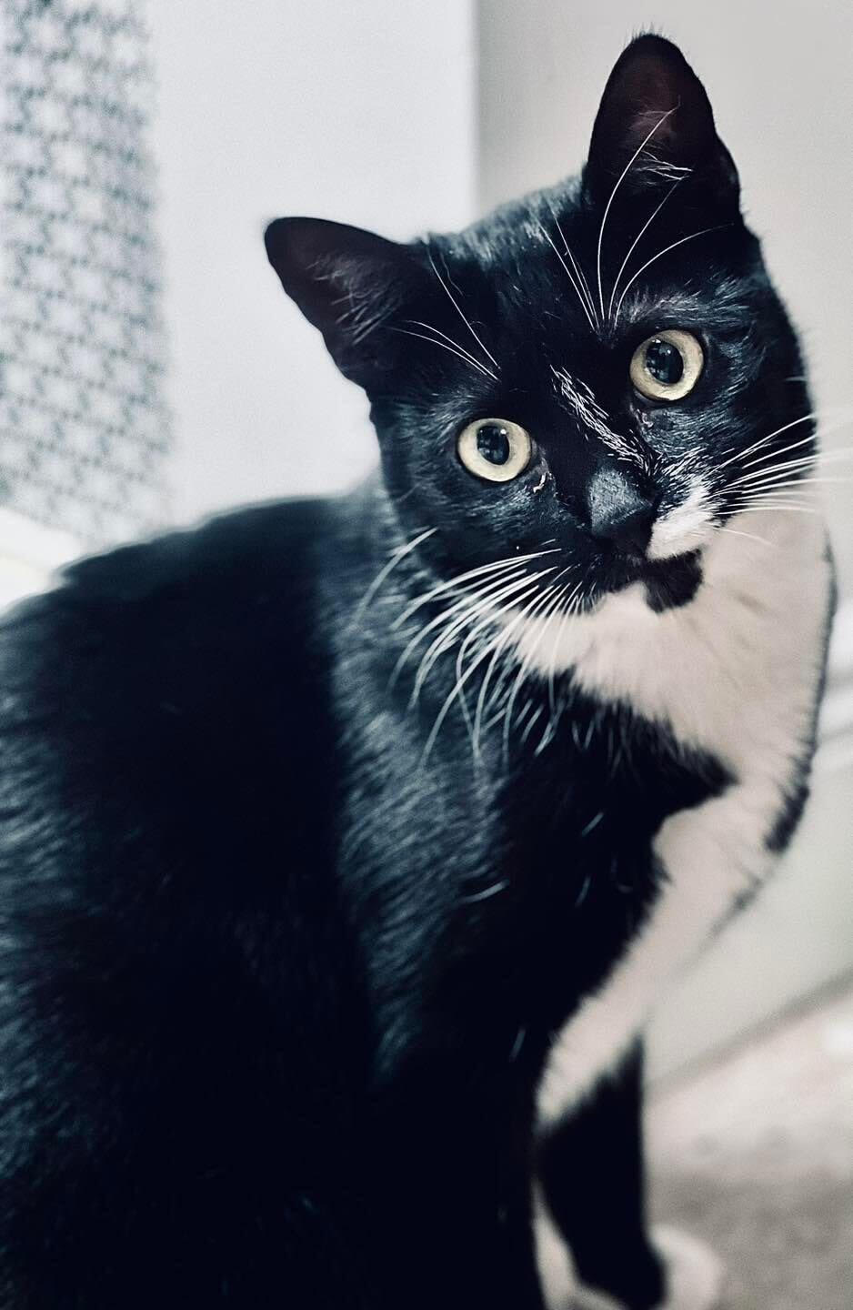 Jett, a Adoptable Tuxedo in Long Beach, NY image 2/2