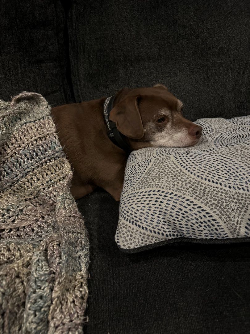 Theo, Adopted, Adult Male Mixed Breed.