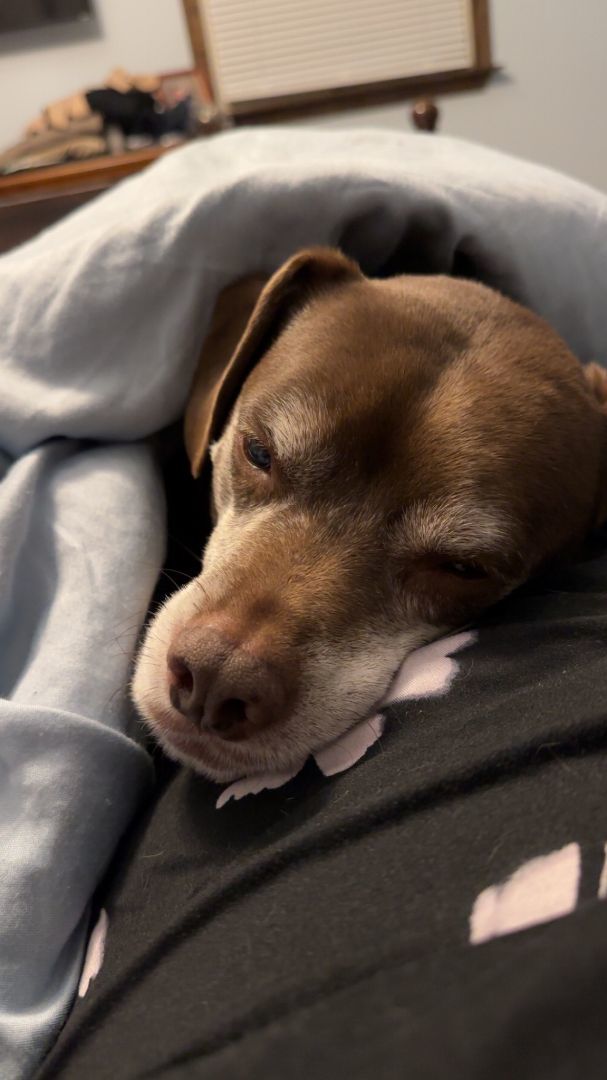 Enlarge Theo, a Adopted mixed breed in Boiling Springs, PA image 2/3