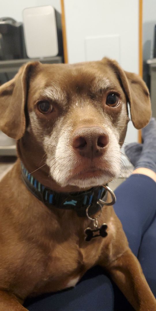 Enlarge Theo, a Adopted mixed breed in Boiling Springs, PA image 3/3